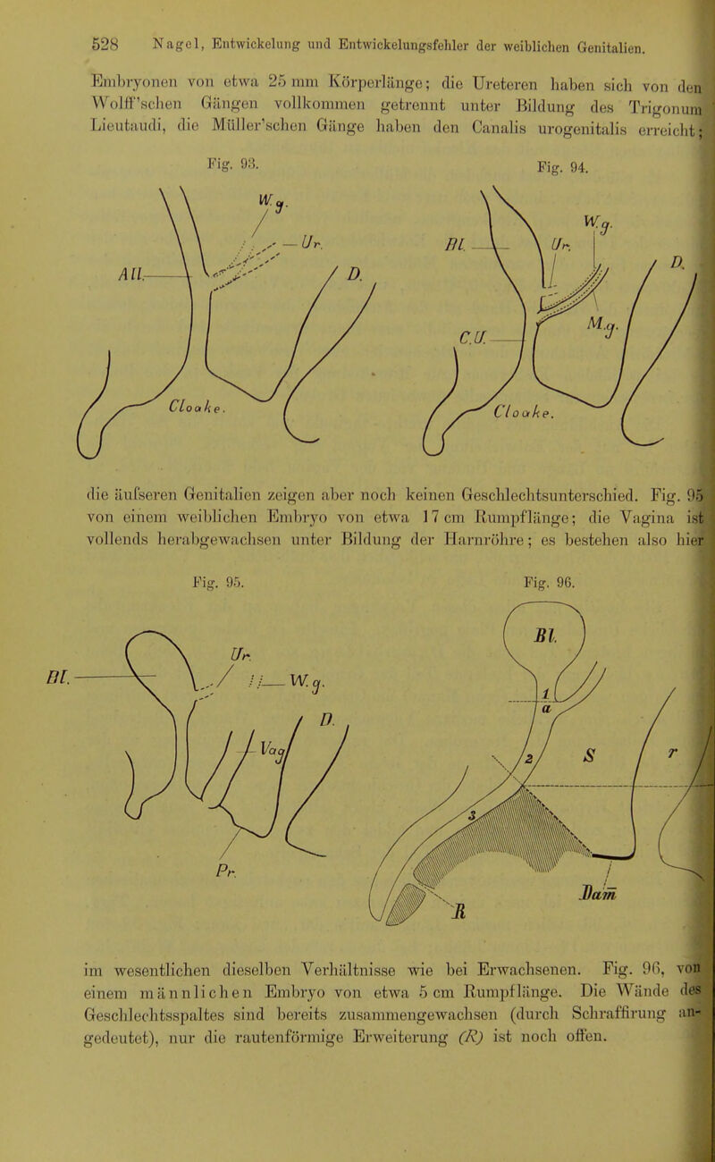 Embryonen von etwa 25 mm Körperlänge; die Ureteren haben sich von den Wölfischen Gängen vollkommen getrennt unter Bildung des Trigonum Lieutaudi, die MiÜler’schen Gänge haben den Canalis urogenitalis erreicht; Fig. 93. Fig. 94. die äufseren Genitalien zeigen aber noch keinen Geschlechtsunterschi'ed. Fig. 95 1 von einem weiblichen Embryo von etwa 17 cm Rumpflänge; die Vagina ist vollends herabgewachsen unter Bildung der Harnröhre; es bestehen also hier Fig. 95. Fig. 96. im wesentlichen dieselben Verhältnisse wie bei Erwachsenen. Fig. 96, von einem männlichen Embryo von etwa 5 cm Rumpf länge. Die Wände des Geschlechtsspaltes sind bereits zusammengewachsen (durch Schraffirung an- gedeutet), nur die rautenförmige Erweiterung (R) ist noch offen.