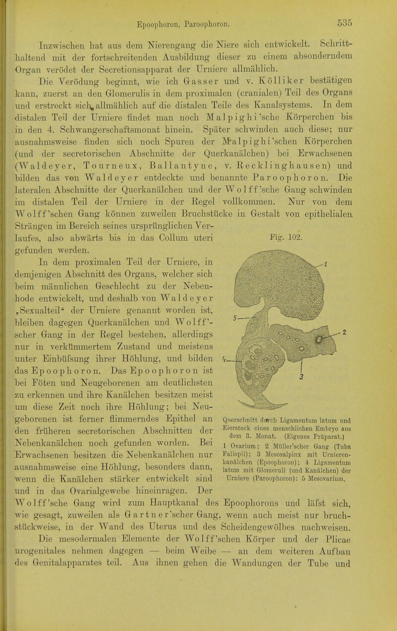 Epoophoron, Parooplioron. Inzwischen hat aus dem Nierengang die Niere sich entwickelt. haltend mit der fortschreitenden Ausbildung dieser Schritt- zu einem absonderndem Organ verödet der Secretionsapparat der Urniere allmählich. Die Verödung beginnt, wie ich Gasser und v. Kölliker bestätigen kann, zuerst an den Glomerulis in dem proximalen (cranialen) Teil des Organs und erstreckt sich, allmählich auf die distalen Teile des Kanalsystems. In dem distalen Teil der Urniere findet man noch M a 1 p i g h i ’schc Körperchen bis in den 4. Schwangerschaftsmonat hinein. Später schwinden auch diese; nur ausnahmsweise finden sich noch Spuren der M a 1 p i g h i ’schen Körperchen (und der secretorischen Abschnitte der Querkanälchen) bei Erwachsenen (Wa 1 deyer, Tourneux, Ballantyne, v. Recklinghausen) und bilden das von Waldeyer entdeckte und benannte Parooplioron. Die lateralen Abschnitte der Querkanälchen und der Wo 1 ff’s'che Gang schwinden distalen Teil der Urniere in der Regel vollkommen. Nur von dem im Fig. 102. W o 1 ff ’schen Gang können zuweilen Bruchstücke in Gestalt von epithelialen Strängen im Bereich seines ursprünglichen Ver- laufes, also abwärts bis in das Collum uteri gefunden werden. In dem proximalen Teil der Urniere, in demjenigen Abschnitt des Organs, welcher sich beim männlichen Geschlecht zu der Neben- hode entwickelt, und deshalb von Waldeyer „Sexualteil“ der Urniere genannt worden ist, bleiben dagegen Querkanälchen und Wolff’- scher Gang in der Regel bestehen, allerdings nur in verkümmertem Zustand und meistens unter Einbüfsung ihrer Höhlung, und bilden das Epoophoron. Das Epoophoron ist bei Föten und Neugeborenen am deutlichsten zu erkennen und ihre Kanälchen besitzen meist 5—>A'' i f Ir Querschnitt durch Ligamentum latum und Eierstock eines menschlichen Embryo aus dem 3. Monat. (Eigenes Präparat.) 1 Ovarium; 2 Miiller’scher Gang (Tuba Fallopii); 3 Mesosalpinx mit Urnieren- kanälchen (Epoophoron); 4 Ligamentum latum mit Glomeruli (und Kanälchen) der Urniere (Parooplioron): 5 Mesovarium. um diese Zeit noch ihre Höhlung; bei Neu- geborenen ist ferner flimmerndes Epithel an den früheren secretorischen Abschnitten der Nebenkanälchen noch gefunden worden. Bei Erwachsenen besitzen die Nebenkanälchen nur ausnahmsweise eine Höhlung, besonders dann, wenn die Kanälchen stärker entwickelt sind und in das Ovarialgewebe hineinragen. Der Wolff’sche Gang wird zum Hauptkanal des Epoophorons und läfst sich, wie gesagt, zuweilen als Gartn er’scher Gang, wenn auch meist nur bruch- stückweise, in der Wand des Uterus und des Scheidengewölbes nachweisen. Die mesodermalen Elemente der Wolff’schen Körper und der Plicae urogenitales nehmen dagegen — beim Weibe — an dem weiteren Aufbau des Genitalapparates teil. Aus ihnen gehen die Wandungen der Tube und