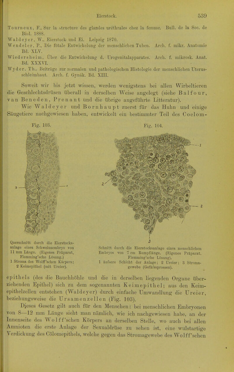 Tourneux, F., Sur ia structure des glandes urethrales chez la femrae. Bull, de la Soc. de Biol. 1S88. Waldeyer, W., Eierstock und Ei. Leipzig 1870. Wendeier, P., Die fötale Entwickelung der menschlichen Tuben. Arch. f. mikr. Anatomie Bd. XLY. Wiedersheim, Über die Entwickelung d. Urogenitalapparates. Arch. f. mikrosk. Anat. Bd. XXXVI. Wyder. Th., Beiträge zur normalen und pathologischen Histologie der menschlichen Uterus- schleimbaut. Arch. f. Gynäk. Bd. XIII. Soweit wir bis jetzt wissen, werden wenigstens bei allen Wirbeltieren die Geschlechtsdrüsen überall in derselben Weise angelegt (siebe Balfour, van Bene den, Prenant und die übrige angeführte Litteratur). Wie Waldeyer und Bornh aupt zuerst für das Huhn und einige Säugetiere nachgewiesen haben, entwickelt ein bestimmter Teil des Coelom- Fig. 103. Querschnitt durch die Eierstocks- anlage eines Sckweinsembryo von 11 mm Länge. (Eigenes Präparat, Flemming’sche Lösung.) 1 Stroma des Wolff'sehen Körpers; 2 Keimepithel (mit Ureier). i 3 Schnitt durch die Eierstocksaulage eines menschlichen Embryos von 7 cm Rnmpflänge. (Eigenes Präparat. Flemming’sche Lösung). 1 äufsere Schicht der Anlage; 2 Ureier; 3 Stroma- gewebe (Gef'älssprossen). Fig. 104. I epithels (des die Bauchhöhle und die in derselben liegenden Organe über- ziehenden Epithel) sich zu dem sogenannten Keimepithel; aus den Keim- epithelzellen entstehen (Waldeyer) durch einfache Umwandlung die Ureier, beziehungsweise die Urs amen zellen (Fig. 103). Djeses Gesetz gilt auch für den Menschen: bei menschlichen Embryonen von 8—12 mm Länge sieht man nämlich, wie ich nachgewiesen habe, an der Innenseite des Wolff’schen Körpers an derselben Stelle, wo auch bei allen Amnioten die erste Anlage der Sexualdrüse zu sehen ist, eine wulstartige Verdickung des Cölomepithels, welche gegen das Stromagewebe des Wolff’schen