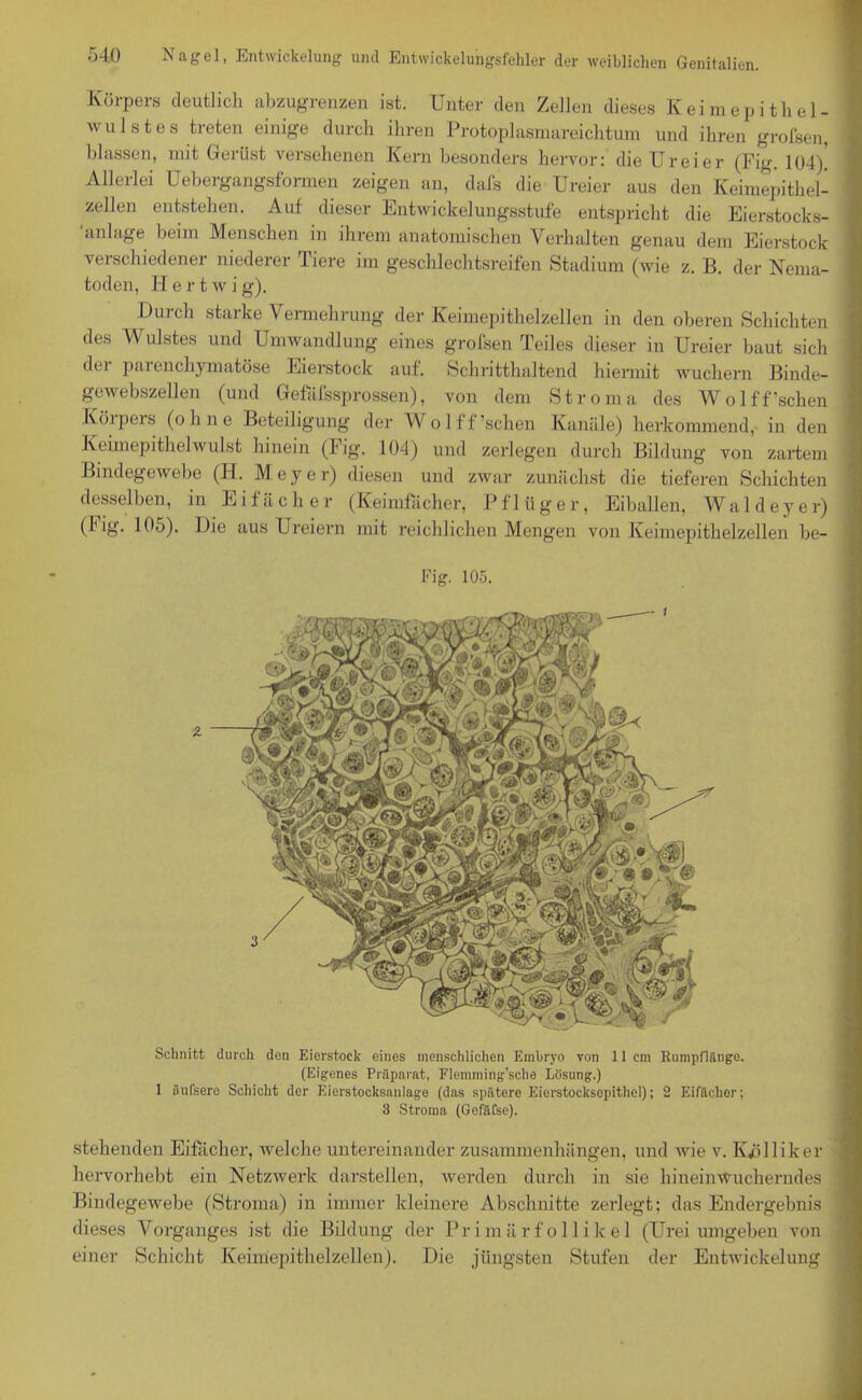 Körpers deutlich abzugrenzen ist. Unter den Zellen dieses Keimepithel- wulstes treten einige durch ihren Protoplasmareichtum und ihren grofsen, blassen, mit Gerüst versehenen Kern besonders hervor: die Ureier (Fig 104) Allerlei Uebergangsformen zeigen an, dafs die Ureier aus den Keimepithel- zellen entstehen. Auf dieser Entwickelungsstufe entspricht die Eierstocks- 'an läge beim Menschen in ihrem anatomischen Verhalten genau dem Eierstock verschiedener niederer Tiere im geschlechtsreifen Stadium (wie z. B. der Nema- toden, H e r t w i g). Durch starke Vermehrung der Keimepithelzellen in den oberen Schichten des Wulstes und Umwandlung eines grofsen Teiles dieser in Ureier baut sich der parenchymatöse Eierstock auf. Schritthaltend hiermit wuchern Binde- gewebszellen (und Gefafssprossen), von dem Stroma des Wolff’schen Köipers (ohne Beteiligung der Wolff’schen Kanäle) herkommend, in den Iveimepithelwulst hinein (big. 104) und zerlegen durch Bildung von zartem Bindegewebe (H. Meyer) diesen und zwar zunächst die tieferen Schichten desselben, in Eifächer (Keimfacher, Pflüger, Eiballen, Waldeyer) (Mg. 105). Die aus Ureiern mit reichlichen Mengen von Keimepithelzellen be- Fig. 105. Schnitt durch den Eierstock eines menschlichen Embryo von 11 cm Rumpflänge. (Eigenes Präparat, Flemming’sche Lösung.) 1 üufsere Schicht der Eierstocksanlage (das spätere Eierstocksepithel); 2 Eifächer; 3 Stroma (Gefäfse). stehenden Eifächer, welche untereinander Zusammenhängen, und wie v. Kölliker hervorhebt ein Netzwerk darstellen, werden durch in sie hineinwucherndes Bindegewebe (Stroma) in immer kleinere Abschnitte zerlegt; das Endergebnis dieses Vorganges ist die Bildung der Primärfollikel (Urei umgeben von einer Schicht Keimepithelzellen). Die jüngsten Stufen der Entwickelung « ■ —-... .. .. • • m1-4^ • ■■■ twaaufcfif.v..