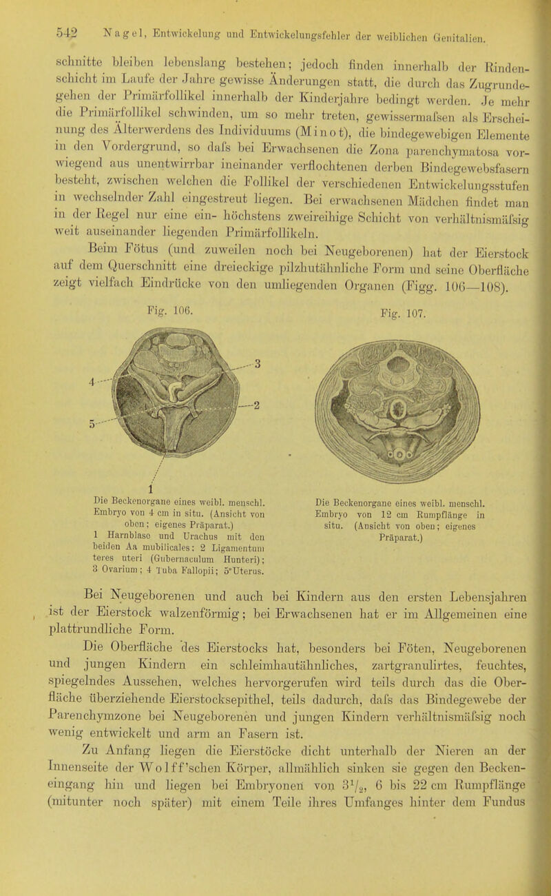 schnitte bleiben lebenslang bestehen; jedoch finden innerhalb der Rinden- schicht im Laufe der Jahre gewisse Änderungen statt, die durch das Zugrunde- gehen der Primärfollikel innerhalb der Kinderjahre bedingt werden. Je mehr die Primärfollikel schwinden, um so mehr treten, gewissermafsen als Erschei- nung des Älterwerdens des Individuums (M i n o t), die bindegewebigen Elemente in den Yoideigiund, so dafs bei Erwachsenen die Zona parenchymatosa vor- wiegend aus unentwirrbar ineinander verflochtenen derben Bindegewebsfasern bestellt, zwischen welchen die Follikel der verschiedenen Entwickelungsstufen in wechselnder Zahl eingestreut liegen. Bei erwachsenen Mädchen findet man m der Regel nur eine ein- höchstens zweireihige Schicht von verhältnismäfsig weit auseinander liegenden Primärfollikeln. Beim Fötus (und zuweilen noch bei Neugeborenen) hat der Eierstock auf dem Querschnitt eine dreieckige pilzhutähnhche Form und seine Oberfläche zeigt vielfach Eindrücke von den umliegenden Organen (Figg. 106 108). Fig. 106. Fig. 107. 1 Die Beckenorgane eines weibi. meuschl. Embryo von 4 cm in situ. (Ansicht von oben; eigenes Präparat.) 1 Harnblaso und Urachus mit den beiden Aa mubilicales; 2 Ligamentum teres Uteri (Gubernaeulum Hunteri); 3 Ovarium; 4 Tuba Fallopii; 5'Uterus. Die Beckenorgane eines weibi. mensckl. Embryo von 12 cm Rumpflänge in situ. (Ansicht von oben; eigenes Präparat.) Bei Neugeborenen und auch bei Kindern aus den ersten Lebensjahren ist der Eierstock walzenförmig; bei Erwachsenen hat er im Allgemeinen eine plattrundliche Form. Die Oberfläche des Eierstocks hat, besonders bei Föten, Neugeborenen und jungen Kindern ein schleimhautähnliches, zartgranulirtes, feuchtes, spiegelndes Aussehen, welches hervorgerufen wird teils durch das die Ober- fläche überziehende Eierstocksepithel, teils dadurch, dafs das Bindegewebe der Parenchymzone bei Neugeborenen und jungen Kindern verhältnismäfsig noch wenig entwickelt und arm an Fasern ist. Zu Anfang liegen die Eierstöcke dicht unterhalb der Nieren an der Innenseite der Wolff’schen Körper, allmählich sinken sie gegen den Becken- eingang hin und liegen bei Embryonen von 31/2, 6 bis 22 cm Rumpflänge (mitunter noch später) mit einem Teile ihres Umfanges hinter dem Fundus