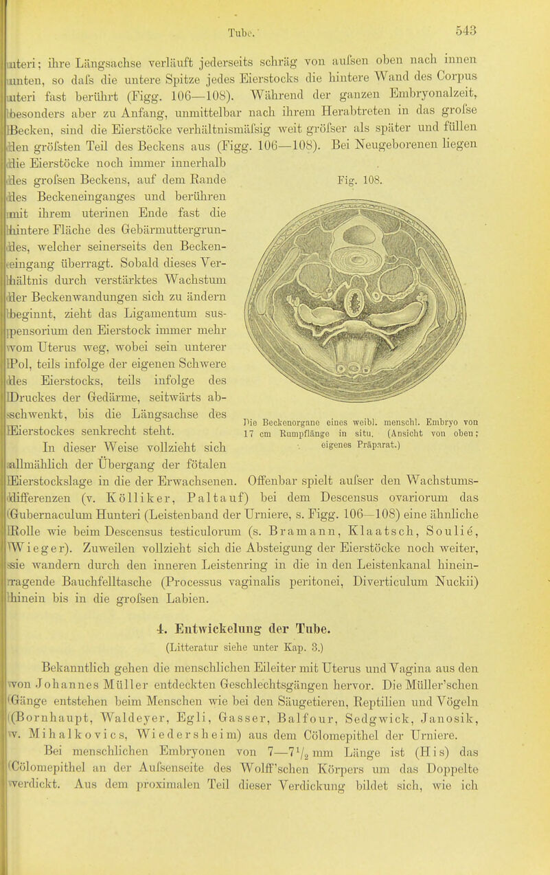 nuten; ihre Längsachse verläuft jederseits schräg von aufsen oben nach innen Hinten, so dafs die untere Spitze jedes Eierstocks die hintere Wand des Corpus uiteri fast berührt (Figg. 106—108). Während der ganzen Embryonalzeit, besonders aber zu Anfang, unmittelbar nach ihrem Herabtreten in das grolse IBecken, sind die Eierstöcke verliältnismäfsig weit gröfser als später und füllen dden gröfsten Teil des Beckens aus (Figg. 106—108). Bei Neugeborenen liegen ildie Eierstöcke noch immer innerhalb des grofsen Beckens, auf dem Rande Fig. 108. Ides Beckeneinganges und berühren limit ihrem uterinen Ende fast die :hintere Fläche des Gebärmuttergrun- ides, welcher seinerseits den Becken- eeingang überragt. Sobald dieses Ver- -iliältnis durch verstärktes Wachstum Her Beckenwandungen sich zu ändern {beginnt, zieht das Ligamentum sus- ipensorium den Eierstock immer mehr wom Uterus weg, wobei sein unterer UPol, teils infolge der eigenen Schwere Hes Eierstocks, teils infolge des Druckes der Gedärme, seitwärts ab- sschwenkt, bis die Längsachse des EEierstockes senkrecht steht. In dieser Weise vollzieht sich allmählich der Übergang der fötalen EEierstockslage in die der Erwachsenen. Tie Beckenorgane eines weibl. menschl. Embryo von 17 cm Rumpflänge in situ, (Ansicht von oben; eigenes Präparat.) Offenbar spielt aufser den Wachstums- ldifferenzen (v. K öllik er, Pal tauf) bei dem Descensus ovariorum das iGubernaculum Hunteri (Leistenband der Urniere, s. Figg. 106—108) eine ähnliche IRolle wie beim Descensus testiculorum (s. Bramann, Klaatsch, Soulie, Wieg er). Zuweilen vollzieht sich die Absteigung der Eierstöcke noch weiter, Ue wandern durch den inneren Leistenring in die in den Leistenkanal hinein- rragende Bauchfelltasche (Processus vaginalis peritonei, Diverticulum Nuckii) 1 hinein bis in die grofsen Labien. 4. Entwickelung der Tube. (Litteratur siehe unter Kap. 8.) Bekanntlich gehen die menschlichen Eileiter mit Uterus und Vagina aus den von Johannes Müller entdeckten Geschlechtsgängen hervor. Die Müller’sclien 'Gänge entstehen beim Menschen wie bei den Säugetieren, Reptilien und Vögeln ((Bornhaupt, Waldeyer, Egli, Gasser, Balfour, Sedgwick, Janosik, w. M i h a 1 k o v i c s, W i e d e r s h e i m) aus dem Cöl omepitliel der Urniere. Bei menschlichen Embryonen von 7—Vl2mm Länge ist (His) das 'Cölomepitliel an der Aufsenseite des Wolff’sehen Körpers um das Doppelte 'Verdickt. Aus dem proximalen Teil dieser Verdickung bildet sich, wie ich