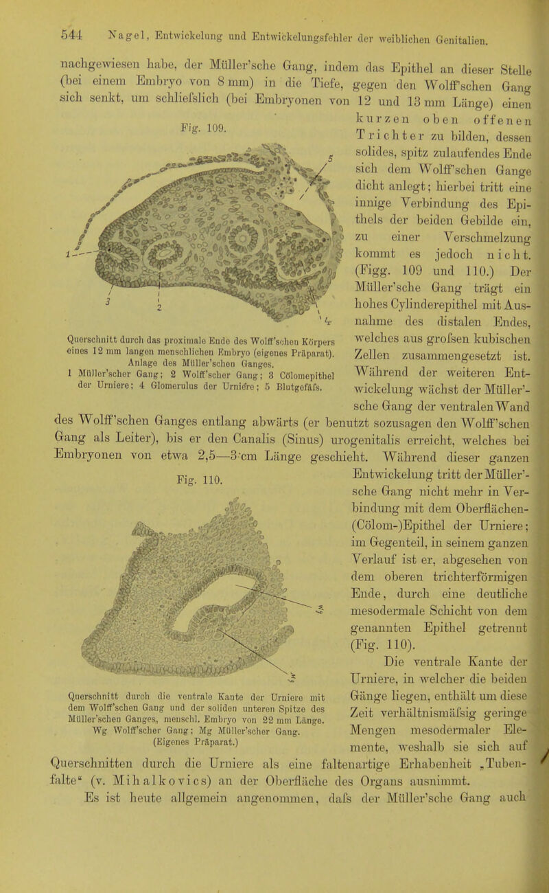 nachgewiesen habe, der Müller’sche Gang, indem das Epithel an dieser Stelle (hei einem Embryo von 8 mm) in die Tiefe, gegen den Wolff’schen Gang sich senkt, um schliefslich (bei Embryonen von 12 und 13 mm Länge) einen kurzen oben offene n Pig. 109. Trichter zu bilden, dessen solides, spitz zulaufendes Ende sich dem Wolff’schen Gange dicht anlegt; hierbei tritt eine innige Verbindung des Epi- thels der beiden Gebilde ein, zu einer kommt (Figg. 109 06' Müller’sche Querschnitt durch das proximale Endo des Wolff’schen Körpers eines 12 mm langen menschlichen Embryo (eigenes Präparat). Anlage des MUller’schen Ganges. 1 Müller’schor Gang; 2 Wolffscher Gang; 3 Cölomepithel der Urniere; 4 Glomerulus der Urniere; 5 Blutgefäß. Fig. 110. V erschmelzung jedoch nicht, und 110.) Der Gang trägt ein hohes Cylinderepithel mit Aus- nahme des distalen Endes, welches aus grofsen kubischen Zellen zusammengesetzt ist. Während der weiteren Ent- wickelung wächst der Müller’- sche Gang der ventralen Wand des Wolff’schen Ganges entlang abwärts (er benutzt sozusagen den Wolff’schen Gang als Leiter), bis er den Canalis (Sinus) urogenitalis erreicht, welches bei Embryonen von etwa 2,5—3 cm Länge geschieht. Während dieser ganzen Entwickelung tritt der Müller’- sche Gang nicht mehr in Ver- bindung mit dem Oberflächen- (Cölom-)Epithel der Urniere; im Gegenteil, in seinem ganzen Verlauf ist er, abgesehen von dem oberen trichterförmigen Ende, durch eine deutliche mesodermale Schicht von dem genannten Epithel getrennt (Fig. 110). Die ventrale Kante der Urniere, in welcher die beiden Gänge liegen, enthält um diese Zeit verhältnismäfsig geringe Mengen mesodermaler Ele- mente, weshalb sie sich auf Querschnitten durch die Urniere als eine faltenartige Erhabenheit .Tuben- falte“ (v. Mihalkovics) an der Oberfläche des Organs ausnimmt. Es ist heute allgemein angenommen, dafs der Müller’sche Gang auch Querschnitt durch die ventrale Kante der Urniere mit dem Wolff’schen Gang und der soliden unteren Spitze des Müller’schen Ganges, meusclil. Embryo von 22 mm Länge. Wg Wolff’scher Gang; Mg Müller’schor Gang. (Eigenes Präparat.)