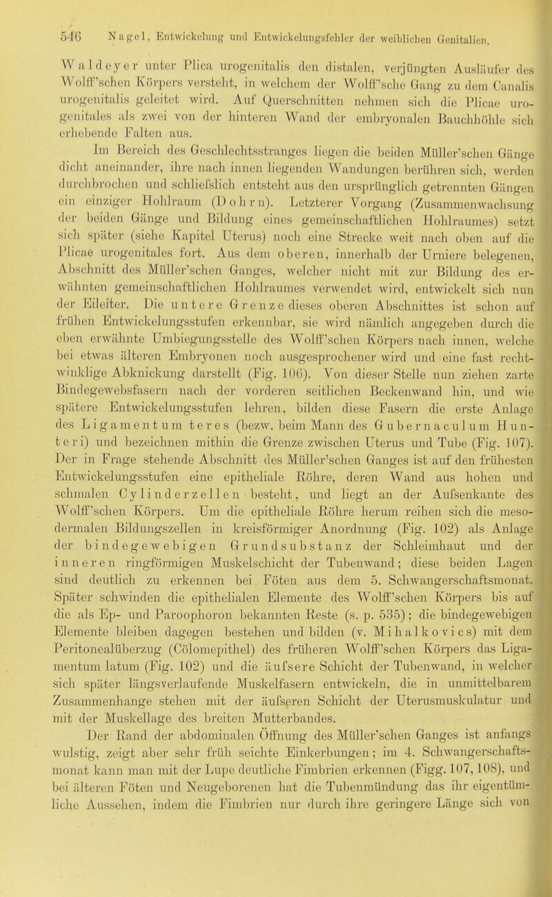 W aldeyer unter Plica urogenitalis den distalen, verjüngten Ausläufer des Wolff’schen Körpers verstellt, in welchem der Wolff’sche Gang zu dem Canalis urogenitalis geleitet wird. Auf Querschnitten nehmen sich die Plicae uro- genitales als zwei von der hinteren Wand der embryonalen Bauchhöhle sich erhebende Falten aus. Im Bereich des Geschlechtsstranges liegen die beiden Müller’schen Gänge dicht aneinander, ihre nach innen liegenden Wandungen berühren sich, werden durchbrochen und schliefslich entsteht aus den ursprünglich getrennten Gängen ein einziger Hohlraum (Dohm). Letzterer Vorgang (Zusannnenwachsung der beiden Gänge und Bildung eines gemeinschaftlichen Hohlraumes) setzt sich später (siehe Kapitel Uterus) noch eine Strecke weit nach oben auf die Plicae urogenitales fort. Aus dem oberen, innerhalb der Urniere belegenen, Abschnitt des Müller’schen Ganges, welcher nicht mit zur Bildung des er- wähnten gemeinschaftlichen Hohlraumes verwendet wird, entwickelt sich nun der Eileiter. Die untere Grenze dieses oberen Abschnittes ist schon auf frühen Entwickelungsstufen erkennbar, sie wird nämlich angegeben durch die eben erwähnte Umbiegungsstelle des Wolff’schen Körpers nach innen, welche bei etwas älteren Embryonen noch ausgesprochener wird und eine fast recht- winklige Abknickung darstellt (Fig. 106). Von dieser Stelle nun ziehen zarte Bindegewebsfasern nach der vorderen seitlichen Beckenwand hin, und wie spätere Entwickelungsstufen lehren, bilden diese Fasern die erste Anlage des Ligament um ter es (bezw. beim Mann des Gubernacul um Hun- teri) und bezeichnen mithin die Grenze zwischen Uterus und Tube (Fig. 107). Der in Frage stehende Abschnitt des Müller’schen Ganges ist auf den frühesten Entwickelungsstufen eine epitheliale Röhre, deren Wand aus hohen und schmalen Cylinderzellen besteht, und liegt an der Aufsenkante des Wolff’sclien Körpers. Um die epitheliale Röhre herum reihen sich die meso- dermal en Bildungszellen in kreisförmiger Anordnung (Fig. 102) als Anlage der bindegewebigen Grundsubstanz der Schleimhaut und der inneren ringförmigen Muskelschicht der Tubenwand ; diese beiden Lagen sind deutlich zu erkennen bei Föten aus dem 5. Schwangerschaftsmonat. Später schwinden die epithelialen Elemente des Wolff’schen Körpers bis auf die als Ep- und Parooplioron bekannten Reste (s. p. 535) ; die bindegewebigen Elemente bleiben dagegen bestehen und bilden (v. Mihalkovics) mit dem Peritonealüberzug (Cölomepithel) des früheren Wolff’schen Körpers das Liga- mentum latum (Fig. 102) und die äufsere Schicht der Tubenwand, in welcher sich später längsverlaufende Muskelfasern entwickeln, die in unmittelbarem Zusammenhänge stehen mit der äufseren Schicht der Uterusmuskulatur und mit der Muskellage des breiten Mutterbandes. Der Rand der abdominalen Öffnung des Müller’schen Ganges ist anfangs wulstig, zeigt aber sehr früh seichte Einkerbungen; im 4. Schwangerschafts- monat kann man mit der Lupe deutliche Fimbrien erkennen (Figg. 107,108), und bei älteren Föten und Neugeborenen hat die Tubenmündung das ihr eigentüm- liche Aussehen, indem die Fimbrien nur durch ihre geringere Länge sich von