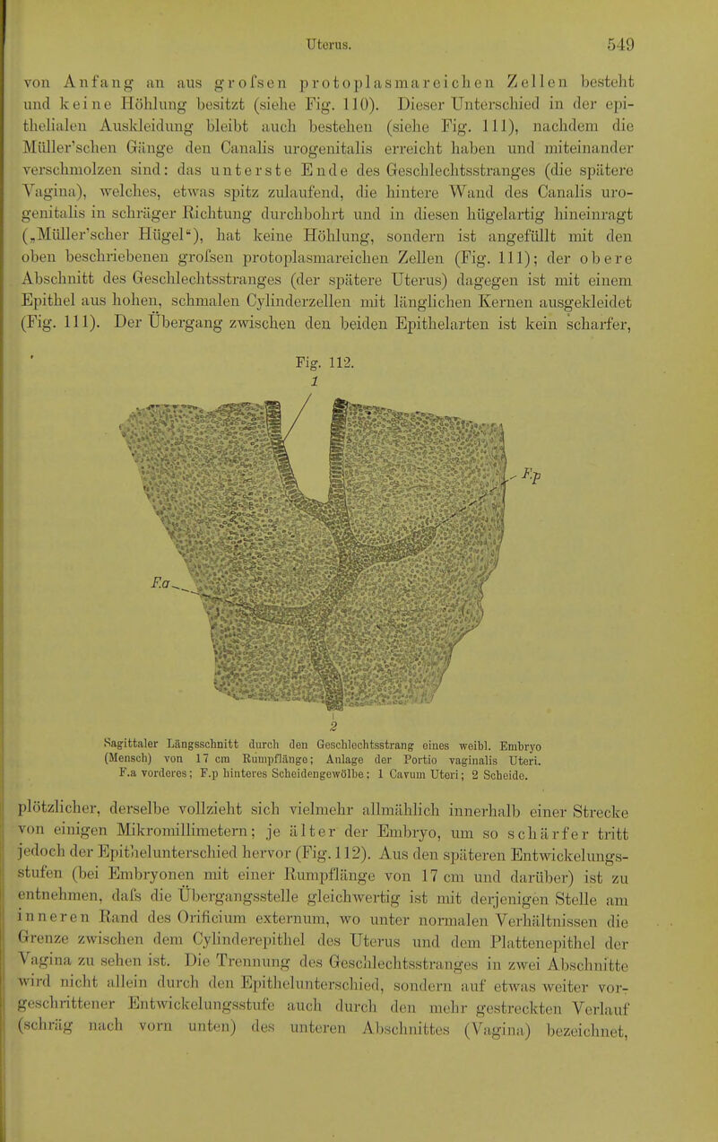 von Anfang an aus grofsen protoplasmareichen Zellen besteht und keine Höhlung besitzt (siehe Fig. 110). Dieser Unterschied in der epi- thelialen Auskleidung bleibt auch bestehen (siehe Fig. 111), nachdem die Müller’schen Gänge den Canalis urogenitalis erreicht haben und miteinander verschmolzen sind: das unterste Ende des Geschlechtsstranges (die spätere Vagina), welches, etwas spitz zulaufend, die hintere Wand des Canalis uro- genitalis in schräger Richtung durchbohrt und in diesen hügelartig hineinragt („Müller’scher Hügel“), hat keine Höhlung, sondern ist angefüllt mit den oben beschriebenen grofsen protoplasmareichen Zellen (Fig. 111); der obere Abschnitt des Geschlechtsstranges (der spätere Uterus) dagegen ist mit einem Epithel aus hohen, schmalen Cylinderzellen mit länglichen Kernen ausgekleidet (Fig. 111). Der Übergang zwischen den beiden Epithelarten ist kein scharfer, Fig. 112. 1 2 Sagittaler Längsschnitt durch den Geschlechtsstrang eines weibl. Embryo (Mensch) von 17 cm Rumpflänge; Anlage der Portio vaginalis Uteri. F.a vorderes; F.p hinteres Scheidengewölbe; 1 Cavum Uteri; 2 Scheide. plötzlicher, derselbe vollzieht sich vielmehr allmählich innerhalb einer Strecke von einigen Mikromillimetern; je älter der Embryo, um so schärfer tritt jedoch der Epithel unterschied hervor (Fig. 112). Aus den späteren Entwickelungs- stufen (bei Embryonen mit einer Rumpflänge von 17 cm und darüber) ist zu entnehmen, dafs die Übergangsstelle gleichwertig ist mit derjenigen Stelle am inneren Rand des Orificium externum, wo unter normalen Verhältnissen die Grenze zwischen dem Cylinderepithel des Uterus und dem Plattenepithel der Vagina zu sehen ist. Die Trennung des Geschlechtsstranges in zwei Abschnitte wird nicht allein durch den Epithelunterschied, sondern auf etwas weiter vor- geschrittener Entwickelungsstufe auch durch den mehr gestreckten Verlauf (schräg nach vorn unten) des unteren Abschnittes (Vagina) bezeichnet,