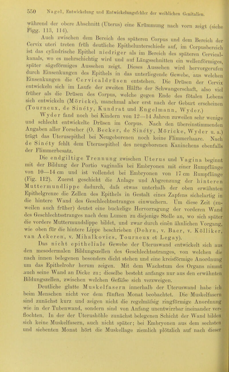 während der obere Abschnitt (Uterus) eine Krümmung nach vorn zeiirt ('siehe Figg. 113, 114). Auch zwischen dem Bereich des späteren Corpus und dem Bereich der Cervix uteri treten früh deutliche Epithelunterschiede auf, im Corpusbereich ist das cylindrische Epithel niedriger als im Bereich des späteren Cervical- kanals, wo es mehrschichtig wird und auf Längsschnitten ein wellenförmiges später sägeförmiges Aussehen zeigt. Dieses Aussehen wird hervorgerufen durch Einsenkungen des Epithels in das unterliegende Gewebe, aus welchen Einsenkungen die Cervicaldrüsen entstehen. Die Drüsen der Cervix entwickeln sich im Laufe der zweiten Hälfte der Schwangerschaft, also viel früher als die Drüsen des Corpus, welche gegen Ende des fötalen Lebens sich entwickeln (Möricke), manchmal aber erst nach der Geburt erscheinen (Tourneux, de Sinety, Kundrat und Engelmann, Wyder.) VVydei fand noch bei Kindern von 12—14 Jahren zuweilen sehr wenige und schlecht entwickelte Drüsen im Corpus. Nach den übereinstimmenden Angaben aller Forscher (0. Becker, de Sindty, Möricke, Wyder u. a.) tragt das Uterusepithel bei Neugeborenen noch keine Flimmerhaare. Nach de Sinety fehlt dem Uterusepithel des neugeborenen Kaninchens ebenfalls der Flimmerbesatz. Die endgütige Trennung zwischen Uterus und Vagina beginnt mit der Bildung der Portio vaginalis bei Embryonen mit einer Rumpflänge von 10—14 cm und ist vollendet bei Embryonen von 17 cm Rumpflänge (Fig. 112). Zuerst geschieht die Anlage und Abgrenzung _ der hinteren M u 11 e i m u n d 1 i p p e dadurch, dafs etwas unterhalb der oben erwähnten Epithclglenze die Zellen des Epithels in Gestalt eines Zapfens sichelartig in die hintere Wand des Geschlechtsstranges einwuchern. Um diese Zeit (zu- weilen auch früher) deutet eine buckelige Hervorragung der vorderen Wand des Geschlechtsstranges nach dem Lumen zu diejenige Stelle an, wo sich später die vordere Muttermundslippe bildet, und zwar durch einen ähnlichen Vorgang, wie oben für die hintere Lippe beschrieben (Dolirn, v. Baer, v. Kölliker van Ackeren, v. Mihalkovics, Tourneux et Legay). Das nicht epitheliale Gewebe der Uteruswand entwickelt sich aus den mesodermalen Bildungszellen des Geschlechtsstranges, von welchen die nach innen belegenen besonders dicht stehen und eine kreisförmige Anordnung um das Epithelrohr herum zeigen. Mit dem Wachstum des Organs nimmt auch seine Wand an Dicke zu; dieselbe besteht anfangs nur aus den erwähnten Bildungszellen, zwischen welchen Gefäfse sich verzweigen. Deutliche glatte Muskelfasern innerhalb der Uteruswand habe ich beim Menschen nicht vor dein fünften Monat beobachtet. Die Muskelfasern sind zunächst kurz und zeigen nicht die regelmäfsig ringförmige Anordnung wie in der Tubenwand, sondern sind von Anfang unentwirrbar ineinander ver- flochten. In der der Uterushöhle zunächst belegenen Schicht der Wand bilden sich keine Muskelfasern, auch nicht später; bei Embryonen aus dem sechsten und siebenten Monat hört die Muskellage ziemlich plötzlich auf nach dieser