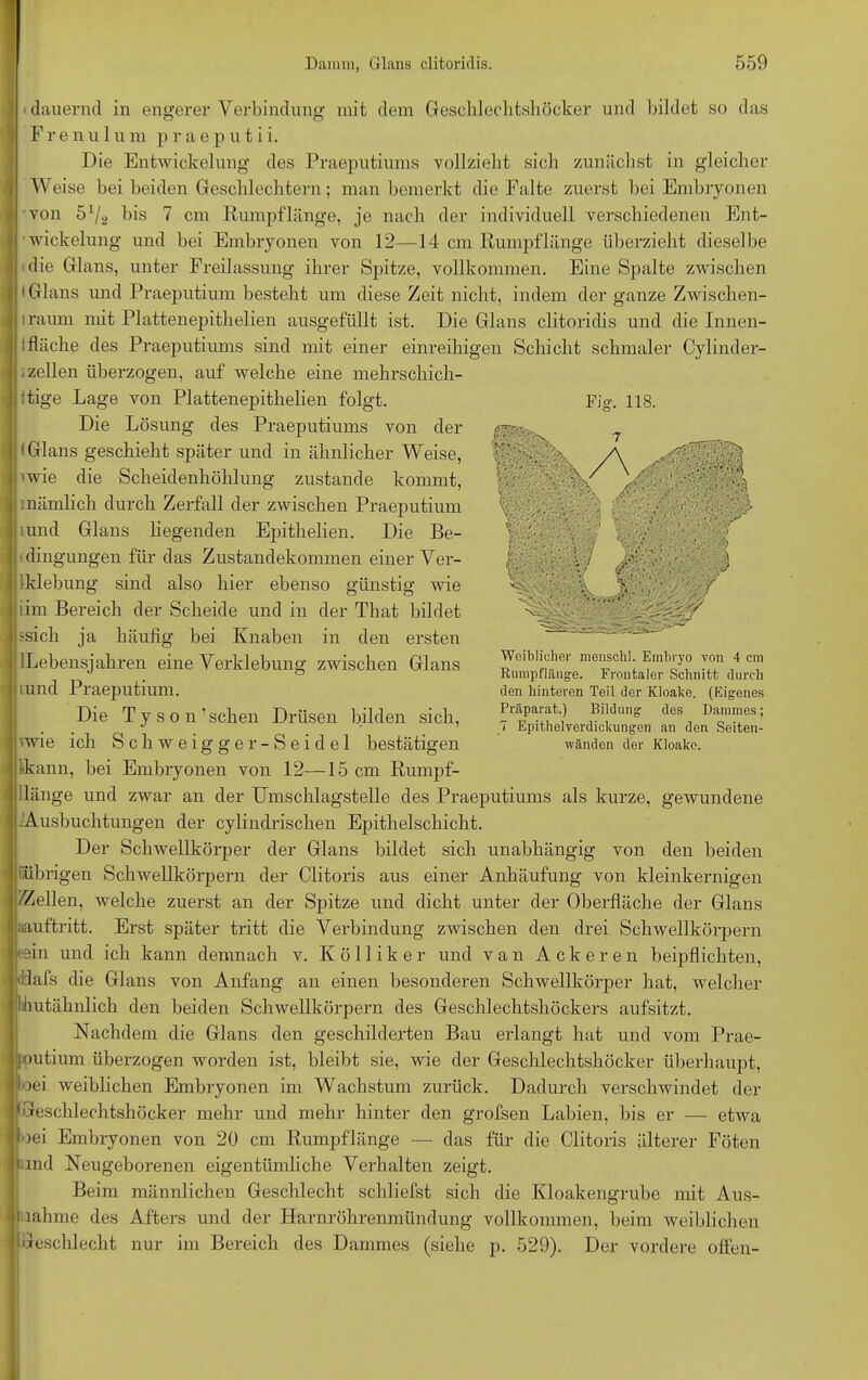 Fi g. 118. dauernd in engerer Verbindung mit dem Geschlechtshöcker und bildet so das Frenul um praeputii. Die Entwickelung des Praeputiums vollzieht sich zunächst in gleicher Weise bei beiden Geschlechtern; man bemerkt die Falte zuerst bei Embryonen von 51/, bis 7 cm Rumpf länge, je nach der individuell verschiedenen Ent- wickelung und bei Embryonen von 12—14 cm Rumpf länge überzieht dieselbe die Glans, unter Freilassung ihrer Spitze, vollkommen. Eine Spalte zwischen 'Glans und Praeputium besteht um diese Zeit nicht, indem der ganze Zwischen- lraum mit Plattenepithelien ausgefüllt ist. Die Glans clitoridis und die Innen- lfläche des Praeputiums sind mit einer einreihigen Schicht schmaler Cylinder- - zellen überzogen, auf welche eine mehrschich- tige Lage von Plattenepithelien folgt. Die Lösung des Praeputiums von der • Glans geschieht später und in ähnlicher Weise, 'wie die Scheidenhöhlung zustande kommt, mämlich durch Zerfall der zwischen Praeputium lund Glans liegenden Epithelien. Die Be- dingungen für das Zustandekommen einer Ver- Iklebung sind also hier ebenso günstig wie iim Bereich der Scheide und in der That bildet ssich ja häufig bei Knaben in den ersten ILebensjahren eine Verklebung zwischen Glans tund Praeputium. Die Tyson’sehen Drüsen bilden sich, rwie ich Schweigger-Seidel bestätigen Ikann, bei Embryonen von 12—15 cm Rumpf- länge und zwar an der Umschlagstelle des Praeputiums als kurze, gewundene Ausbuchtungen der cylindrischen Epithelschicht. Der Schwellkörper der Glans bildet sich unabhängig von den beiden übrigen Schwellkörpern der Clitoris aus einer Anhäufung von kleinkernigen /Zellen, welche zuerst an der Spitze und dicht unter der Oberfläche der Glans aauftritt. Erst später tritt die Verbindung zwischen den drei Schwellkörpern '■ein und ich kann demnach v. K ö 11 i k e r und van Ackeren beipflichten, Rafs die Glans von Anfang an einen besonderen Schwellkörper hat, welcher blutähnlich den beiden Schwellkörpern des Geschlechtshöckers aufsitzt. Nachdem die Glans den geschilderten Bau erlangt hat und vom Prae- joutium überzogen worden ist, bleibt sie, wie der Geschlechtshöcker überhaupt, Oei weiblichen Embryonen im Wachstum zurück. Dadurch verschwindet der Geschlechtshöcker mehr und mehr hinter den grofsen Labien, bis er — etwa )ei Embryonen von 20 cm Rumpflänge — das für die Clitoris älterer Föten and Neugeborenen eigentümliche Verhalten zeigt. Beim männlichen Geschlecht schliefst sich die Kloakengrube mit Aus- nahme des Afters und der Harnröhrenmündung vollkommen, beim weiblichen Geschlecht nur im Bereich des Dammes (siehe p. 529). Der vordere offen- Woiblicher menschl. Embryo von 4 cm Rumpfläuge. Frontaler Schnitt durch den hinteren Teil der Kloake. (Eigenes Präparat.) Bildung’ des Dammes; 7 Epithelverdickungen an den Seiten- wänden der Kloake.