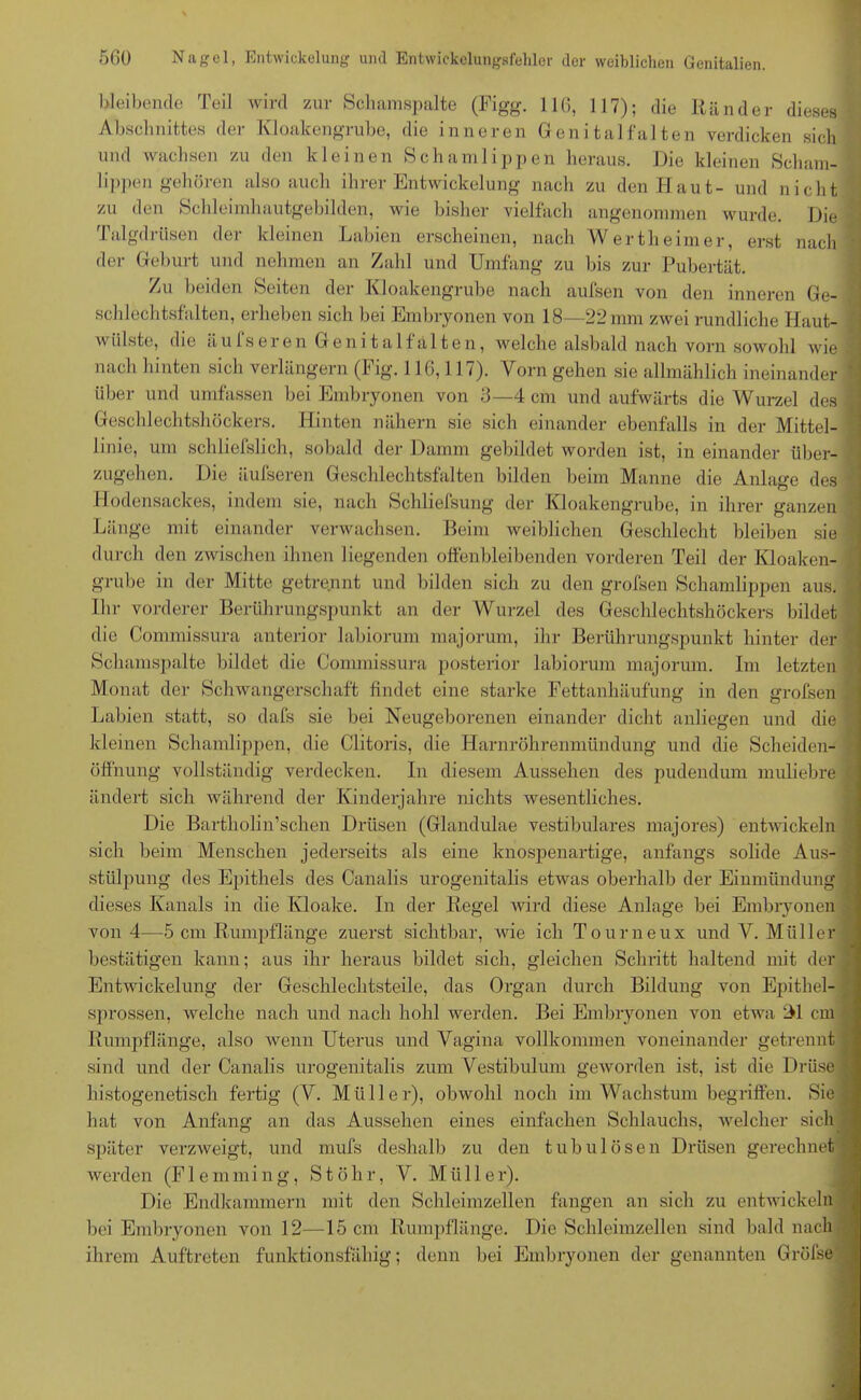bleibende Teil wird zur Schamspalte (Figg. 116, 117); die Ränder dieses Abschnittes der Kloakengrube, die inneren Genital falten verdicken sich und wachsen zu den kleinen Schamlippen heraus. Die kleinen Scham- lippengehören also auch ihrer Entwickelung nach zu den Haut- und nicht zu den Schleimhautgebilden, wie bisher vielfach angenommen wurde. Die Talgdrüsen der kleinen Labien erscheinen, nach Wertheimer, erst nach der Geburt und nehmen an Zahl und Umfang zu bis zur Pubertät. Zu beiden Seiten der Kloakengrube nach aufsen von den inneren Ge- schlechtsfalten, erheben sich bei Embryonen von 18—22 mm zwei rundliche Haut- wülste, die äufseren Genitalfalten, welche alsbald nach vorn sowohl wie nach hinten sich verlängern (Fig. 116,117). Vorn gehen sie allmählich ineinander über und umfassen bei Embryonen von 3—4 cm und aufwärts die Wurzel des Geschlechtshöckers. Hinten nähern sie sich einander ebenfalls in der Mittel- linie, um schliefslich, sobald der Damm gebildet worden ist, in einander über- zugehen. Die äufseren Geschlechtsfalten bilden beim Manne die Anlage des Hodensackes, indem sie, nach Schliefsung der Kloakengrube, in ihrer ganzen Länge mit einander verwachsen. Beim weiblichen Geschlecht bleiben sie durch den zwischen ihnen liegenden offenbleibenden vorderen Teil der Kloaken- grube in der Mitte getrennt und bilden sich zu den grofsen Schamlippen aus. Ihr vorderer Berührungspunkt an der Wurzel des Geschlechtshöckers bildet die Connnissura anterior labiorum majoruni, ihr Berührungspunkt hinter der Schamspalte bildet die Connnissura posterior labiorum majorum. Im letzten Monat der Schwangerschaft findet eine starke Fettanhäufung in den grofsen Labien statt, so dafs sie bei Neugeborenen einander dicht anliegen und die kleinen Schamlippen, die Clitoris, die Harnröhrenmündung und die Scheiden- öffnung vollständig verdecken. In diesem Aussehen des pudendum muliebre ändert sich während der Kinderjahre nichts wesentliches. Die Bartholin’schen Drüsen (Glandulae vestibuläres majores) entwickeln sich beim Menschen jederseits als eine knospenartige, anfangs solide Aus- stülpung des Epithels des Canalis urogenitalis etwas oberhalb der Einmündung dieses Kanals in die Kloake. In der Regel wird diese Anlage bei Embryonen von 4—5 cm Rumpflänge zuerst sichtbar, wie ich Tourneux und V. Müller bestätigen kann; aus ihr heraus bildet sich, gleichen Schritt haltend mit der Entwickelung der Geschlechtsteile, das Organ durch Bildung von Epithel- sprossen, welche nach und nach hohl werden. Bei Embryonen von etwa 24 cm Rumpflänge, also wenn Uterus und Vagina vollkommen voneinander getrennt sind und der Canalis urogenitalis zum Vestibül um geworden ist, ist die Drüse histogenetisch fertig (V. Müller), obwohl noch im Wachstum begriffen. Sie hat von Anfang an das Aussehen eines einfachen Schlauchs, welcher sich später verzweigt, und mufs deshalb zu den tubulösen Drüsen gerechnet werden (Flemming, St Öhr, V. Müller). Die Endkammern mit den Schleimzellen fangen an sich zu entwickeln bei Embryonen von 12—15 cm Rumpflänge. Die Schleimzellen sind bald nach ihrem Auftreten funktionsfähig; denn bei Embryonen der genannten Gröfse