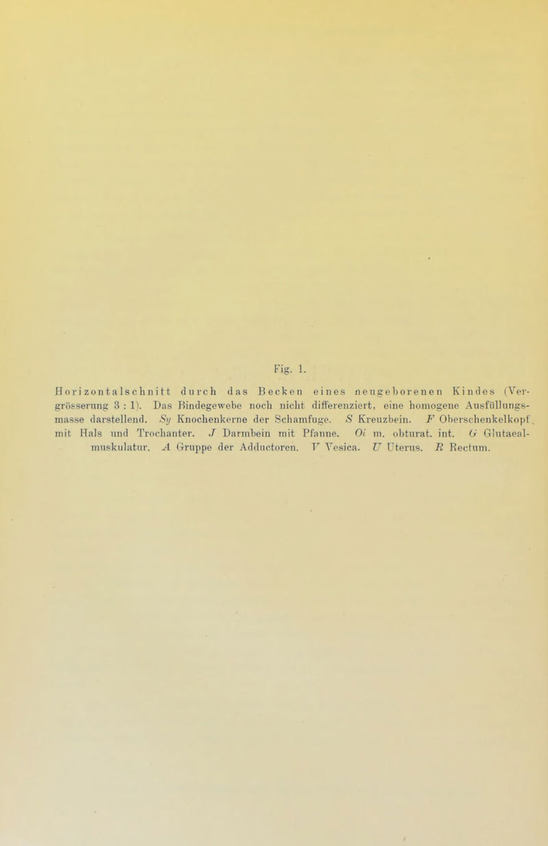 Fig. 1. Horizontalschnitt durch das Becken eines neugeborenen Kindes (Ver- grösserung 3 : 1). Das Bindegewebe noch nicht differenziert, eine homogene Ausfüllungs- masse darstellend. Sy Knochenkerne der Schamfuge. »5 Kreuzbein. F Oberschenkelkopf mit Hals und Trochanter. J Darmbein mit Pfanne. Oi m. obturat. int. G Glutaeal- muskulatur. A Gruppe der Adductoren. V Vesica. Z7 Uterus. R Rectum.