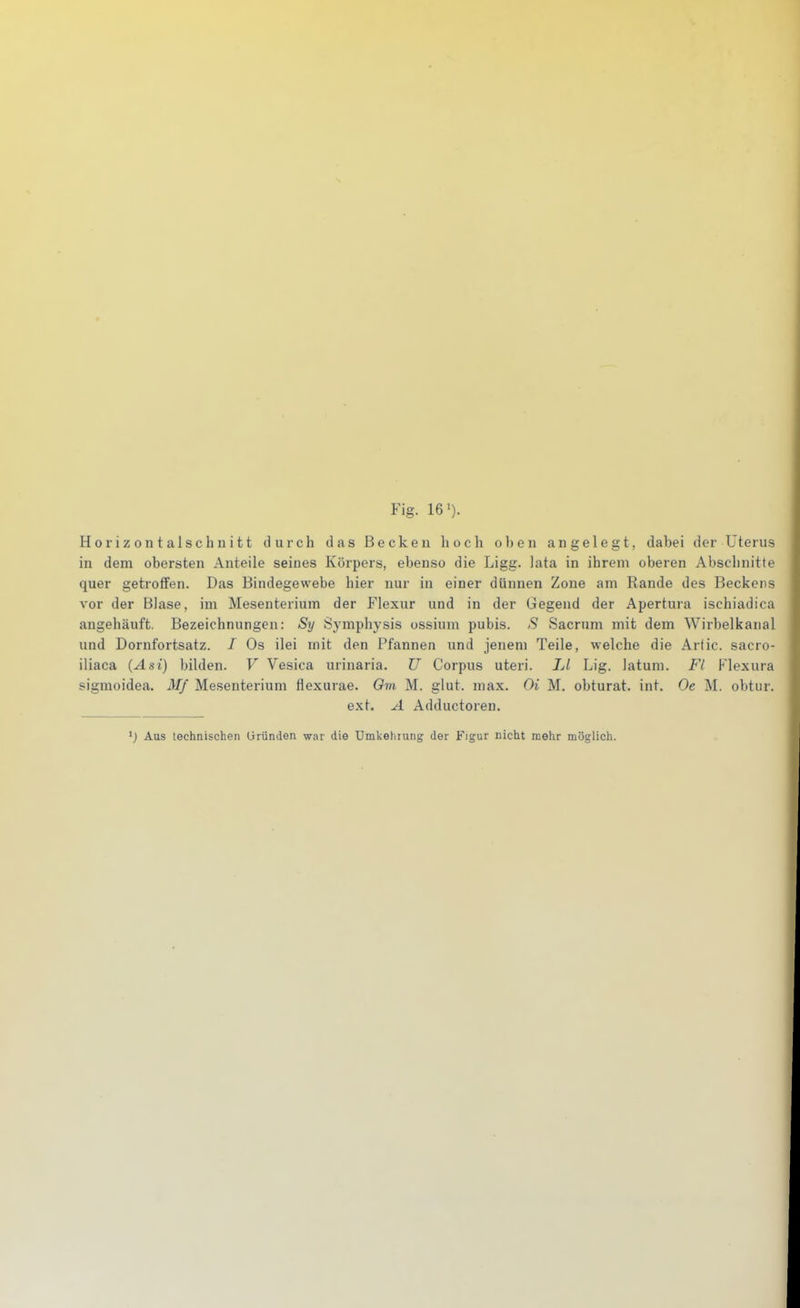 Fig. 16'). Horizontalschnitt durch das Becken hoch ol)en angelegt, dabei der Uterus in dem obersten Anteile seines Körpers, ebenso die Ligg. lata in ihrem oberen Abschnitte quer getroffen. Das Bindegewebe hier nur in einer dünnen Zone am Rande des Reckens vor der Blase, im Mesenterium der Flexur und in der Gegend der Apertura ischiadica angehäuft. Bezeichnungen: Sy Symphysis ossium pubis. S Sacrum mit dem Wirbelkanal und Dornfortsatz. / Os ilei mit den Pfannen und jenem Teile, welche die Arfic. sacro- iliaca (Ast) bilden. V Vesica urinaria. U Corpus uteri. LI Lig. latum. Fl Flexura sigmoidea. Mf Mesenterium flexurae. Om M. glut. max. Oi M. obturat. int. Oe M. obtur. ext. A Adductoren. ^) Aus technischen Gründen war die Umkehiung der Figur nicht mehr möglich.