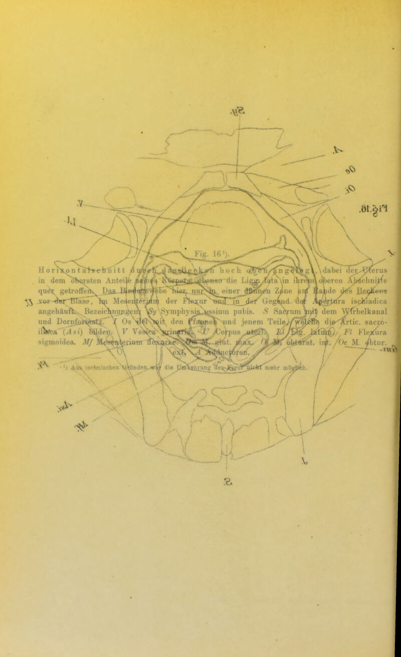 iabei der>^erus jeren .\i>^clmi^e le d<<s iiecMWs •ttfra isciliadica »Iff Ii 0 ( -:t fiie _ einer -Viw-^wr'^äse, Im Me^eutiriflii^ der tH«j^ur^ _ angehäufi^v. Bezeic^nujii^m'»y^^S^ pubis. >S SaV'ini_ji}i^ dem Wfrbelkaiial f ^ Os ^I^T\>iiiV den |^i«g?it5^Hind jenem TeileJ-Z^^^H^ di^^rfic. sacro- sigmoidea. i// k^'sewrium ^V^^ift^^^^^^t^^ ''^.^^Koittfifat. iiijf. /C>e_J^I. </btur. H 0 r nto n ta+s-cb n itt ß in dem obersten Antei^ , queX getroifetK Daa-B|^FHi \ \^ 5 \ und Dornfoi^atzT ^ Os il'iWca(^s/) byden. \V VeV^
