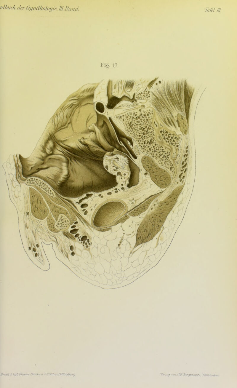 ulhitdi (In- (itiitäkohaic,./// //////,'/. /////'/ /// lui- 17.
