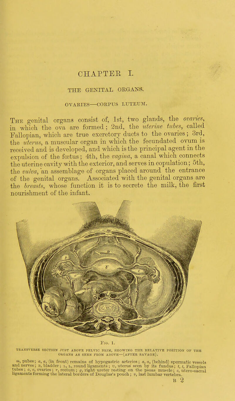 CHAPTEE I. THE GENITAL ORGANS. OVARIES CORPUS LUTEUM. The genital organs consist of, 1st, two glands, the ovaries, in which the ova are formed ; 2nd, the uterine tubes, called Fallopian, which are true excretory ducts to the ovaries ; 3rd, the uterus, a muscular organ in which the fecundated ovum is received and is developed, and which is the principal agent in the expulsion of the foetus; 4th, the vagina, a canal which connects the uterine cavity with the exterior, and serves in copulation; 5th, the vulva, an assemblage of organs placed around the entrance of the genital organs. Associated with the genital organs are the breasts, whose function it is to secrete the milk, the first nourishment of the infant. Fio. 1. TRANSVERSE SECTION JUST ABOVE PELVIC BRIM, SHOWING THE RELATIVE POSITION OK THE OliOANS AS SEEN FROM AUOVE—(AFTER SAVAGE). m, pubes; a, a, (in front) remains of hypogastric arteries; a, a, (behind) spermatic vessels and nerves; b, bladder; l, l, round ligaments ; c, uterus seen by its fundus; t, t, Fallopian tubes ; o, o, ovaries; r, rectum; g, right ureter resting on the psoas muscle; c, utero-saoral ligaments forming the lateral borders of Douglas's pouch; v, last lumbar vertebra. H 2