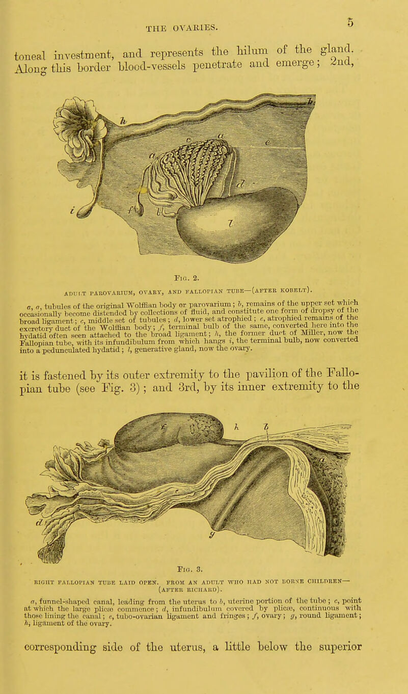 THE OVARIES. ° toneal investment, and represents the hilum of the gland. Along this border blood-vessels penetrate and emerge; ^ncl, Fig. 2. JOI NT PAROVARIUM, OVARY, AND FALLOPIAN TUBE—(AFTER KOBELt). a, a, tubules of the original Wolffian body or parovarium; I remains of the upper set which occasionally become distended by collections of fluid, and constitute one form of dropsy of the broad ligament; c, middle set of tubules; d, lower set atrophied ; e, atrophied remains of the excretoiy duct of the Wolffian body; /, terminal bulb of the same converted here into the hydatid often seen attached to the broad ligament; h, the former duet of Miller, now the Fallopian tube, with its infuudibulum from which hongs i, the terminal bulb, now converted into a pedunculated hydatid; I, generative gland, now the ovary. it is fastened by its outer extremity to the pavilion of the Fallo- pian tube (see Fig. 3); and 3rd, by its inner extremity to the Tig. 3. right fallopian tube laid open. from an adult who had not dorse children— (after richaud). n, funnel-shaped canal, leading from the uterus to 5, uterine portion of the tube ; c, point at which the large plicto commence; </, infuudibulum covered by plicee, continuous with those lining the canal; tuho-ovarian ligament and fringes ; /, ovary; 17, round ligament; h, ligament of the ovary. corresponding side of the uterus, a little below the superior