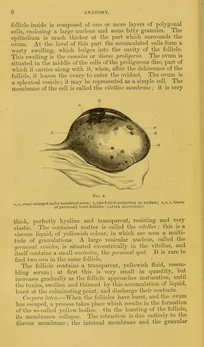 follicle inside is composed of one or more layers of polygonal cells, enclosing a large nucleus and some fatty granules. The epithelium is much thicker at the part which surrounds the ovum. At the level of this part the accumulated cells form a warty swelling, which bulges into the cavity of the follicle. This swelling is the cumulus or discus proligerus. The ovum is situated in the middle of the cells of the proligerous disc, part of which it carries along with it, when, after the dehiscence of the follicle, it leaves the ovary to enter the oviduct. The ovum is a spherical vesicle; it may be represented as a simple cell. The membrane of the cell is called the vitelline membrane; it is very 3 ft Fig. 4. A A ovary enlarged under menstrual nisus; b, ripe follicle projecting on surface; a, a, a, traces of previously burst follicles—(afteu eaoiborski). thick, perfectly hyaline and transparent, resisting and very elastic. The contained matter is called the viteMus; this is a viscous licpiid, of yellowish colour, in which are seen a multi- tude of granulations. A large vesicular nucleus, _ called the germinal vesicles, is situated escentrically in the vitellus, and itself contains a small nucleolus, the germinal spot. It is rare to find two ova in the same follicle. The follicle contains a transparent, yellowish fluid, resem- bling serum; at first this is very small in quantity, but increases gradually as the follicle approaches maturation, _ mi til the tunics, swollen and thinned by this accumulation of liquid, burst at the culminating point, and discharge their contents. Corpora lutea.—When the follicles have burst, and the ovum has escaped, a process takes place which results in the formation of the so-called yellow bodies. On the bursting of the follicle, its membranes collapse. The retraction is due entirely to the fibrous membrane; the internal membrane and the granular