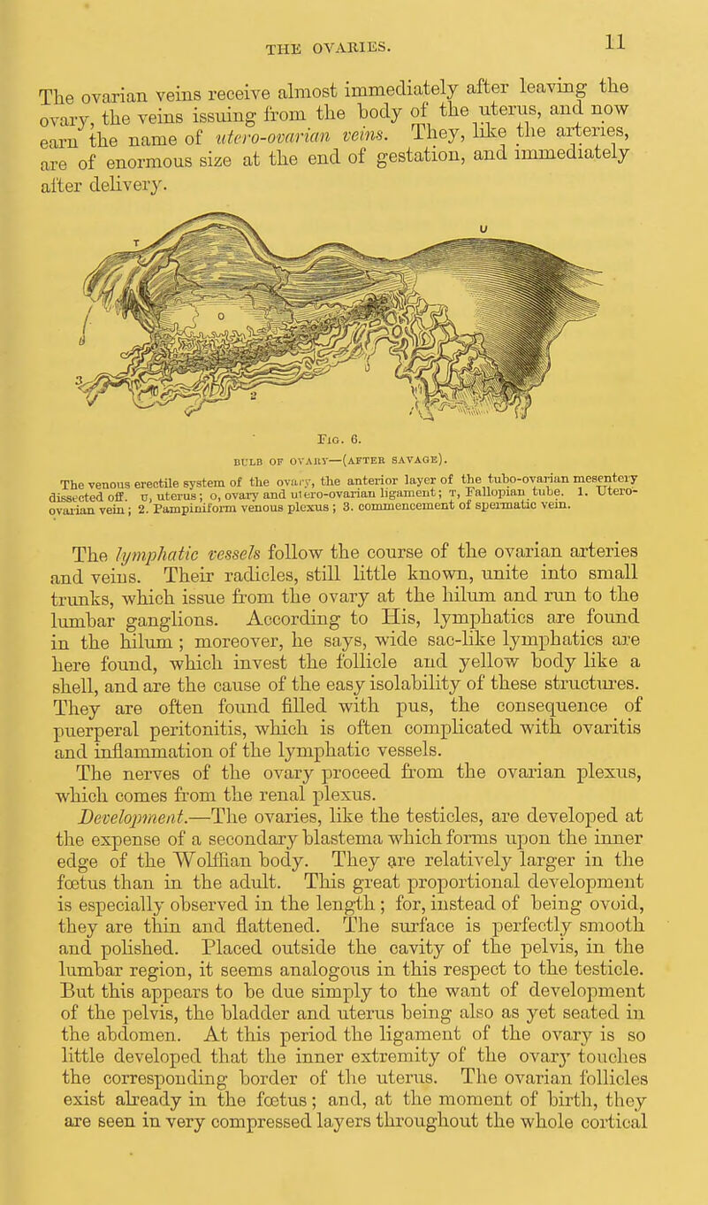 The ovarian veins receive almost immediately after leaving the ovary, the veins issuing from the hody of the uterus, and now earn the name of utero-ovarian veins. They, like the arteries, are of enormous size at the end of gestation, and immediately after delivery. WH o Fig. 6. BULB OF OVA11V—(afteh savage). The venous erectile system of the ovary, the anterior layer of the tubo-ovarian mesentery dissected off o, uterus; o, ovary and ui tro-ovarian ligament; T, Fallopian tube. 1. Utero- ovarian vein; 2. Pampiniform venous plexus ; 3. commencement of spermatic vein. The lymphatic vessels follow the course of the ovarian arteries and veins. Their radicles, still little known, unite into small trunks, which issue from the ovary at the hilum and run to the lumbar ganglions. According to His, lymphatics are found in the hilum; moreover, he says, wide sac-like lymphatics are here found, which invest the follicle and yellow hody like a shell, and are the cause of the easy isolahility of these structures. They are often found filled with pus, the consequence of puerperal peritonitis, which is often complicated with ovaritis and inflammation of the lymphatic vessels. The nerves of the ovary proceed from the ovarian plexus, which comes from the renal plexus. Development.—The ovaries, like the testicles, are developed at the expense of a secondary blastema which forms upon the inner edge of the Wolffian body. They are relatively larger in the foetus than in the adult. This great proportional development is especially observed in the length ; for, instead of being ovoid, they are thin and flattened. The surface is perfectly smooth and polished. Placed outside the cavity of the pelvis, in the lumbar region, it seems analogous in this respect to the testicle. But this appears to be due simply to the want of development of the pelvis, the bladder and uterus being also as yet seated in the abdomen. At this period the ligament of the ovary is so little developed that the inner extremity of the ovar}T touches the corresponding border of the uterus. The ovarian follicles exist already in the foetus; and, at the moment of birth, they are seen in very compressed layers throughout the whole cortical