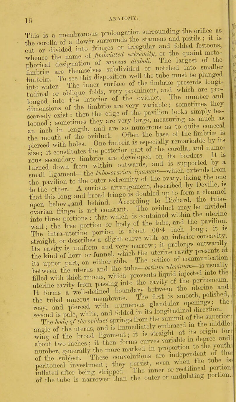 AN ATOM V. This is a membranous prolongation surrounding the^orifice as « „iin nf n flower surrounds the stamens and pistils ; it is urorr°d\videda SSTftSS. or irregular and folded.festoons, T 1 fhp TnTne of fimbriated extremity, or the quaint meta- ptrical des^Ta iou 4 « ML The largest of the fimbriae are themselves subdivided or notched into smaller fimbrS To see this disposition well the tube must be plunged fnto water The inner surface of the fimbria, presents longi- tuchnal or oblique folds, very prominent and which are pro- Wed into the interior of the oviduct The number and Smensions of the fimbria, are very variable ; sometimes they scarcely exist: then the edge of the pavilion looks simply fes- tooned^ sometimes they are very large, measuring as much as an teen in length, and are so numerous as to quite conceal Z mouth of the oviduct. Often the base of the fimbria, is pierced with holes. One fimbria is especially remarkable by its S t institutes the posterior part of the corolla and nume- rous secondary fimbria) are developed on its borders It is toed down from within outwards, and is supported by a small liSrent-the tubo-ovarian Hgament-^^ extends from he paS to the outer extremity of the ovary fixing the one to the other. A curious arrangement, described by Deville, is lhat thitlong and broad fringe is doubled up to form a chann open below Tand behind. According to Bickaid, tne tuoo ovarian fringe is not constant. The oviduct may be divided XTree pStions : that which is contained within the ntenne waU the free portion or body of the tube, and the pavilion The totea-Xrine portion is about 0<H inch long; it is iraiXt or describe? a slight curve with an inferior concavity. ItscVtWT uniform andVy narrow; it prolongs outwardly Ei WJof horn or funnel, which the uterine oav^-ents^ its mmer part on either side. The orifice of commumcation ttlll^ the uterus and the tube-o^^ ^«^Xte fiUed with thick mucus, which prevents W ^«^^*e uterine cavity from passing into the cavity of the Pel™l^d It forms aU-defined boundary, between KVCwHte, and folded in ^ lougitudma dneefcom The body of the oviduct springs from the aummi angle of the uterus, and is immediately embraced ™ ^ wing of the broad ligament; it is straight at its oivm £>r aboxft two inches; it then forms curves vanab e n de|; number, generally the more marked m proportion^PjJ of the subject. These convolutions are indepen.lent ot i e peritoneal investment; they persist, even when the tobe^s Inflated .Iter being stripped. Tin- inner or reofahneal poison of the tube is narrower than the outer or undulating portion.