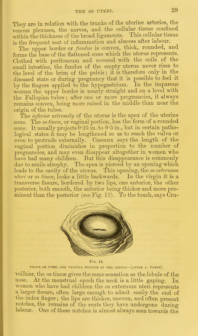 THE OS TJTEIU. They are in relation with the trunks of the uterine arteries, the venous plexuses, the nerves, and the cellular tissue confined within the thickness of the broad ligaments. This cellular tissue is the frequent seat of inflammation and abscess after labour. The upper border or fundus is convex, thick, rounded, and forms the base of the flattened cone which the uterus represents. Clothed with peritoneum and covered with the coils of the small intestine, the fundus of the empty uterus never rises to the level of the brim of the pelvis; it is therefore only in the diseased state or during pregnancy that it is possible to feel it by the fingers applied to the hypogastrium. In the imparous woman the upper border is nearly straight and on a level with the Fallopian tubes; after one or more pregnancies, it always remains convex, being more raised in the middle than near the origin of the tubes. The inferior extremity of the uterus is the apex of the uterine cone. The os tincce, or vaginal portion, has the form of a rounded cone. It usually projects 0-25 in. to 0*5 in., but in certain patho- logical states it may be lengthened so as to reach the vulva or even to protrude externally. Caseaux says the length of the vaginal portion diminishes in proportion to the number of pregnancies, and may even disappear altogether in women who have had many children. But this disappearance is commonly due to senile atrophy. The apex is pierced by an opening which leads to the cavity of the uterus. This opening, the os externum uteri or os tincce, looks a little backwards. In the virgin it is a transverse fissure, bordered by two lips, one anterior, the other posterior, both smooth, the anterior being thicker and more pro- minent than the posterior (see Fig. 12). To the touch, says CrU- FiG. 12. VIKOIN OS UTERI AND VAGINAL PORTION OP THE CERVIX—(AFTER A. FARRE). veilhier, the os tincae gives the same sensation as the lobule of the nose. At the menstrual epoch the neck is a little gaping. In women who have had children the os externum uteri represents a larger fissure, often large enough to admit easily the end of the index finger; the lips are thicker, uneven, and often present notches, the remains of the rents they have undergone during labour. One of these notches is almost always seen towards the
