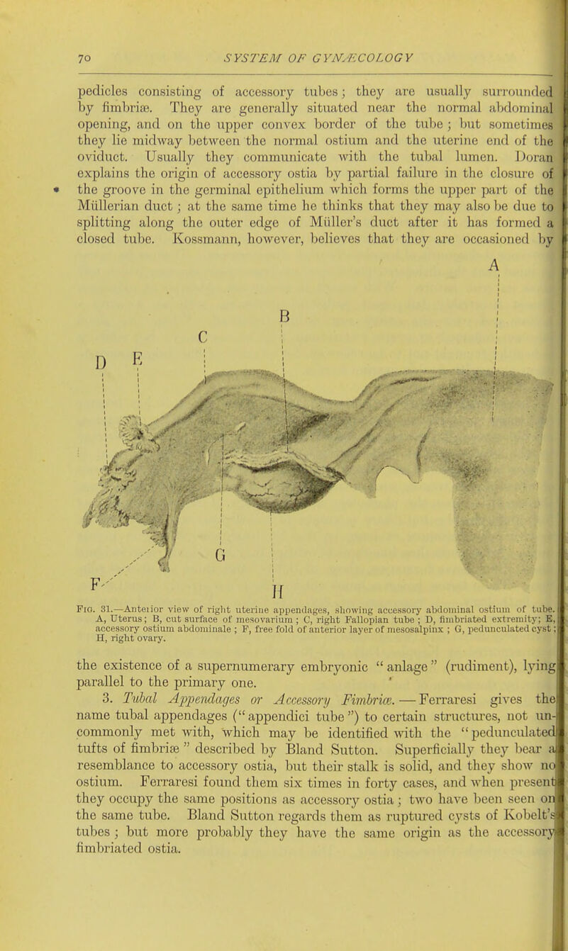 pedicles consisting of accessory tubes; they are usually surrounded by fimbriae. They are generally situated near the normal alxioniinal opening, and on the upper convex border of the tube ; but sometimes they lie midway between the normal ostium and the uterine end of the oviduct. Usually they communicate with the tubal lumen. J)oran explains the origin of accessory ostia by partial failure in the closure of • the groove in the germinal epithelium Avhich forms the upper part of the Miillerian duct; at the same time he thinks that they may also be due to splitting along the outer edge of Miiller's duct after it has formed a closed tube. Kossmann, however, believes that they are occasioned by A B C ; Fio. 31.—Anteiior view of riglit uterine appendages, showing accessory abdominal ostium of lube, i A, Uterus; B, cut surface of mesovarium ; C, right Fallopian tube; D, fimbriated extremity; E,, ciccessory ostium abdominale ; F, free fold of anterior layer of mesosalpinx ; G, pedunculated cyst; H, right ovary. the existence of a supernumerary embryonic  anlage  (rudiment), lying parallel to the primary one. 3. Txihal Appeiulages or Accessory Fimbrim. — Ferraresi gives the name tubal appendages ( appendici tube ) to certain structm-es, not un- commonly met with, which may be identified with the pedunculated tufts of fimbrise  described by Bland Sutton. Superficially they bear a resemblance to accessory ostia, but their stalk is solid, and they show nc^ ostium. Ferraresi found them six times in forty cases, and when present they occupy the same positions as accessor}^ ostia ; two have been seen on the same tube. Bland Sutton regards them as ruptured cysts of Kobelt™ tubes ; but more probably they have the same origin as the accessoryB fimbriated ostia. ■