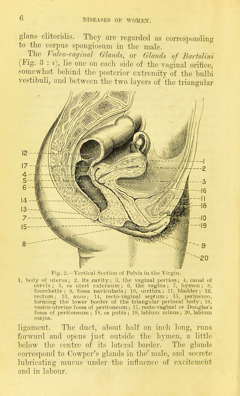 -Inns clitoridis. They are regarded as corresponding to the corpus spongiosum in the male. The Vuko-mginal Glands, or GlunxU of Bartolini (Fig. 3 : 4), lie one on each side of the vaginal orifice, somewhat hehind the posterior extremity of the bulbi vestibtili, and between the two layers of the triangular Fig. 2.—Vertical Section of Pelvis in the Virgin. 1, body of uterus; a. its cavity; :i, the vaginal portion; I, canal of cervix; 5, <>s uteri externum; (5, the vagina; 7, hymen; B, fourchette; 9, fossa naviculars; 10, urethra; 11, bladder; 12, rectum; 13, anus; 14, recto-vaginal seplum; 15, perineum, forming the lower border of the triangular perineal body; It!, vesico-uterine fossa of peritoneum; 17, recto-vaginal or Douglas's fossa of peritoneum; IS, os pubis; li>, labium minus; 20, labium majus. ligament. The duct, about half an inch long, runs forward and opens just outside the hymen, a little below the centre of its lateral border. The glands correspond to Cowper's glands in the male, and secrete lubricating mucus under the influence of excitement and in labour.
