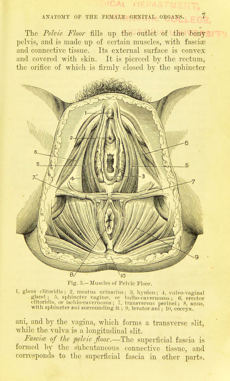 The Pelvic Floor fills up the outlet of the bony pelvis, and is made up of certain muscles, with fasciae and connective tissue. Its external surface is convex and covered with skin. It is pierced by the rectum, the orifice of which is firmly closed by the sphincter Fig. 3.—Muscles of Pelvic Floor. 1, glans clitoridis; 2, meatus ufinarius; hynlen; I, vulvo vaginal eland; 5, sphingter vagina', or bulbo-cavernosus; ti. erector clitoridis, or iscliio-cavernosus ; 7, transversus perinei; 8, anus, with sphincter ani surrounding it, ; 0, levator ani; 1(1, coccyx. ani, and by the vagina, which forms a transverse slit, while the vulva is a longitudinal slit. Fascia of the pdric floor.—The superficial fascia is formed by the subcutaneous connective tissue, and corresponds to the superficial fascia in other parts.