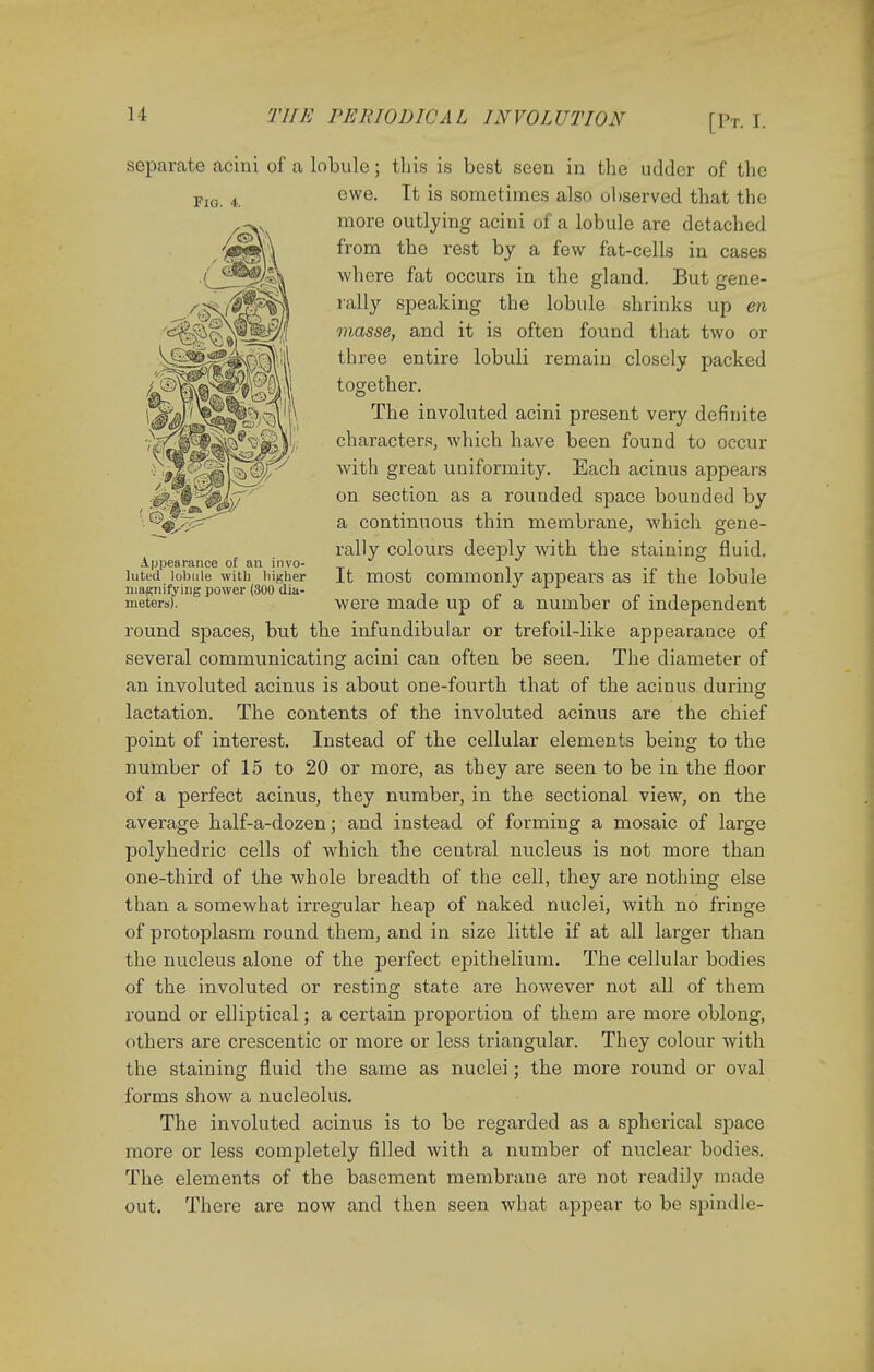 separate acini of a lobule; this is best seen in the udder of the ewe. It is sometimes also observed that the more outlying acini of a lobule are detached from the rest by a few fat-cells in cases where fat occurs in the gland. But gene- rally speaking the lobule shrinks up en masse, and it is often found that two or three entire lobuli remain closely packed together. The involuted acini present very definite characters, which have been found to occur with great uniformity. Each acinus appears on section as a rounded space bounded by a continuous thin membrane, which gene- rally colours deeply with the staining fluid. It most commonly appears as if the lobule were made up of a number of independent round spaces, but the infundibular or trefoil-like appearance of several communicating acini can often be seen. The diameter of an involuted acinus is about one-fourth that of the acinus during lactation. The contents of the involuted acinus are the chief point of interest. Instead of the cellular elements being to the number of 15 to 20 or more, as they are seen to be in the floor of a perfect acinus, they number, in the sectional view, on the average half-a-dozen; and instead of forming a mosaic of large polyhedric cells of which the central nucleus is not more than one-third of the whole breadth of the cell, they are nothing else than a somewhat irregular heap of naked nuclei, with no fringe of protoplasm round them, and in size little if at all larger than the nucleus alone of the perfect epithelium. The cellular bodies of the involuted or resting state are however not all of them round or elliptical; a certain proportion of them are more oblong, others are crescentic or more or less triangular. They colour with the staining fluid the same as nuclei; the more round or oval forms show a nucleolus. The involuted acinus is to be regarded as a spherical space more or less completely filled with a number of nuclear bodies. The elements of the basement membrane are not readily made out. There are now and then seen what appear to be spindle- Fio. 4. Appearance of an invo- luted lobule with higher magnifying power (300 dia- meters).