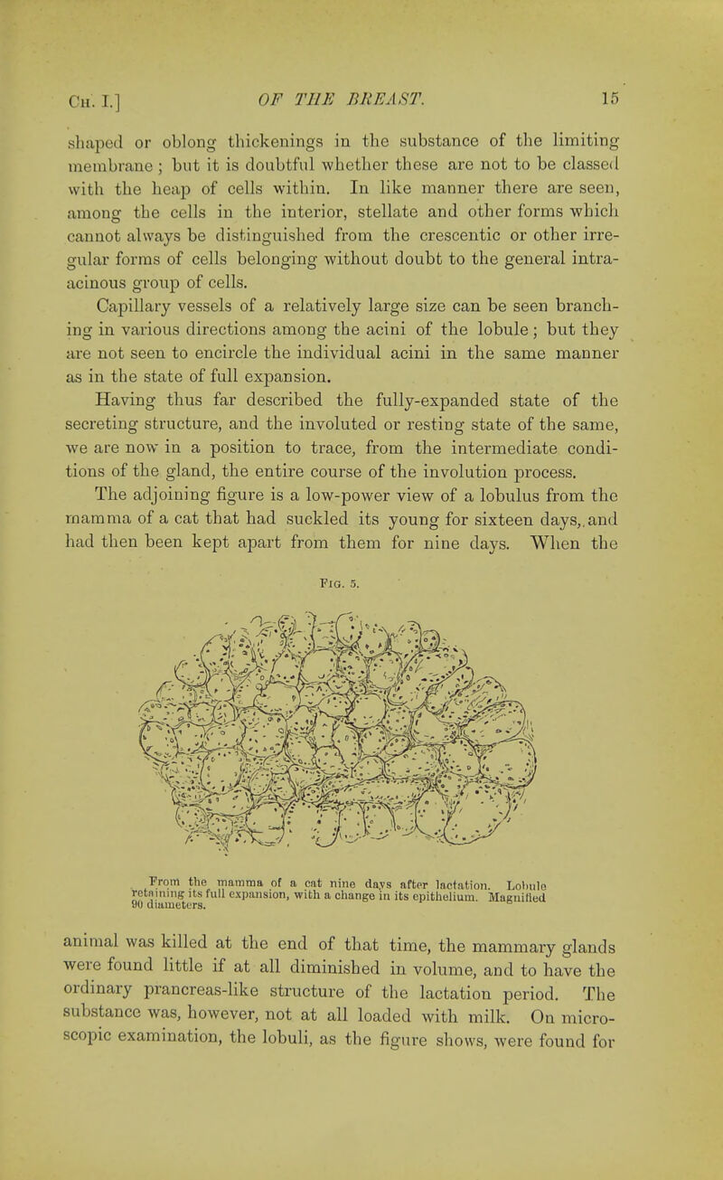 shaped or oblong thickenings in the substance of the limiting membrane ; but it is doubtful whether these are not to be classed with the heap of cells within. In like manner there are seen, among the cells in the interior, stellate and other forms which cannot always be distinguished from the crescentic or other irre- gular forms of cells belonging without doubt to the general intra- acinous group of cells. Capillary vessels of a relatively large size can be seen branch- ing in various directions among the acini of the lobule; but they are not seen to encircle the individual acini in the same manner as in the state of full expansion. Having thus far described the fully-expanded state of the secreting structure, and the involuted or resting state of the same, we are now in a position to trace, from the intermediate condi- tions of the gland, the entire course of the involution process. The adjoining figure is a low-power view of a lobulus from the mamma of a cat that had suckled its young for sixteen days,.and had then been kept apart from them for nine clays. When the Fig. 5. From the mamma of a cat nine da.vs after lactation. Lolmlo retaining its full expansion, with a change in its epithelium. Magnified 90 diameters. animal was killed at the end of that time, the mammary glands were found little if at all diminished in volume, and to have the ordinary prancreas-like structure of the lactation period. The substance was, however, not at all loaded with milk. On micro- scopic examination, the lobuli, as the figure shows, were found for