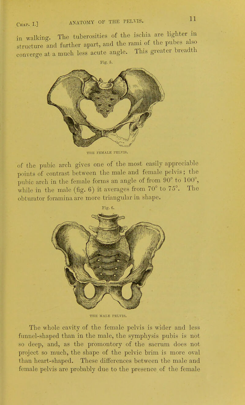 in Avalkino-. The tuberosities of the ischia are lighter in structure and further apart, and the rami of the pubes also converge at a much less acute angle. This greater breadth Fig. 5. THE FEMALE PELVIS. of the pubic arch gives one of the most easily appreciable points of contrast between the male and female pelvis; the pubic arch in the female forms an angle of from 90° to 100°, while in the male (fig. 6) it averages from 70° to 75°. The obturator foramina are more triangular in shape. Fig. G. ' . THE MALE PELVIS. The whole cavity of the female pelvis is wider and less funnel-shaped than in the male, the symphysis pubis is not so deep, and, as the promontory of the sacrum does not project so much, the shape of the pelvic brim is more oval than heart-shaped. These differences between the male and female pelvis are probably due to the presence of the female