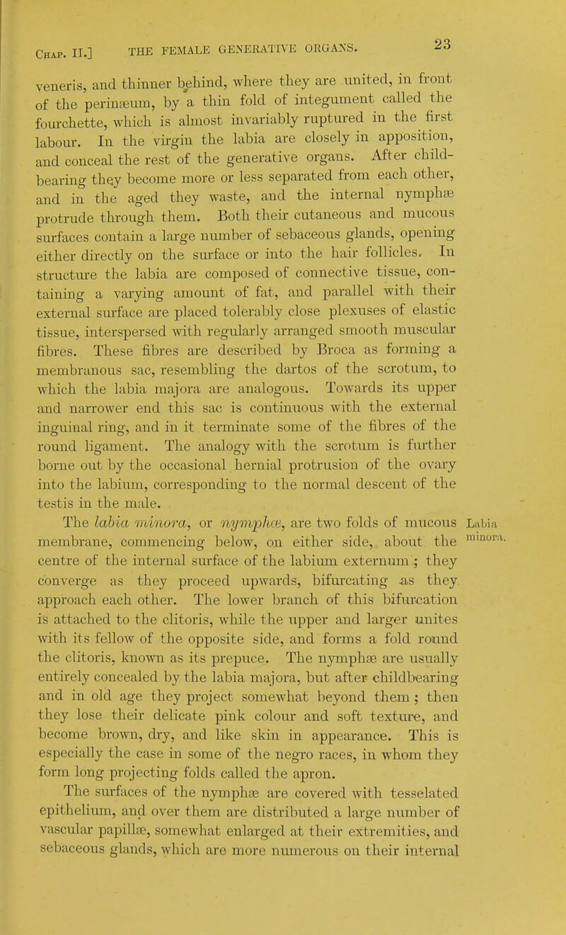 veneris, and thinner behind, where they are united, in front of the perinteuui, by a thin fold of integument called the fourchette, which is ahnost in\'ariably ruptui-ed in the first labour. In the virgin the labia are closely in apposition, and conceal the rest of the generative organs. After child- bearing they become more or less separated from each other, and in the aged they waste, and the internal nympha3 protrude through them. Both their cutaneous and mucous surfaces contain a large number of sebaceous glands, openmg either directly on the surface or into the hair follicles. In structm-e the labia are composed of connective tissue, con- taining a vai-ying amount of fat, and parallel with their external surface are placed tolerably close plexuses of elastic tissue, interspersed with regularly arranged smooth muscular fibres. These fibres are described by Broca as forming a membranous sac, resembling the dartos of the scrotum, to which the labia niajora are analogous. Towards its upper and narrower end this sac is continuous with the external inguinal ring, and in it terminate some of the fibres of the round ligament. The analogy with the scrotum is further borne out by the occasional hernial protrusion of the ovary into the labium, corresponding to the normal descent of the testis in the male. The labia minora, or nymphce, are two folds of mucous LaLia membrane, commencing below, on either side, about the centre of the internal surface of the labium externum ; they converge as they proceed upwards, bifurcating as they approach each other. The lower branch of this bifurcation is attached to the clitoris, while the upper and larger unites with its fellow of the opposite side, and forms a fold round the clitoris, known as its prepuce. The nymphte are usually entirely concealed by the labia majora, but after childbearing and in old age they project somewhat beyond them; then they lose their delicate pink colour and soft texture, and become brown, dry, and like skin in appearance. This is especially the case in some of the negro races, in whom they form long projecting folds called the apron. The surfaces of the nymphae are covered with tesselated epitheUmn, and over them are distributed a large number of vascular papilla?, somewhat enlarged at their extremities, and sebaceous glands, which are more numerous on their internal