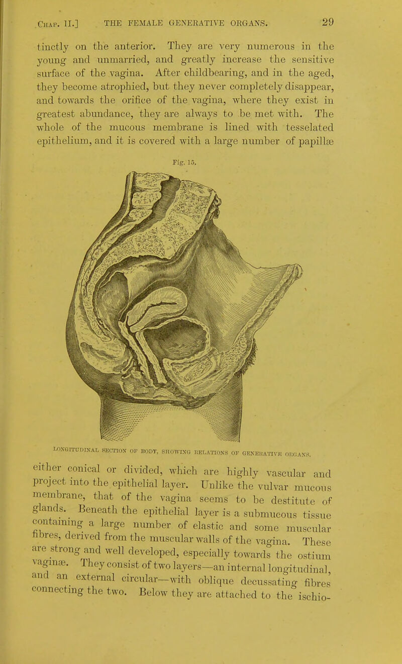 tinctly on the anterior. They are very numerous in the young and unmarried, and greatly increase the sensitive surface of the vagina. After childbearing, and in the aged, they become atrophied, but they never completely disappear, and towards the orifice of the vagina, where they exist in greatest abundance, they are always to be met with. The whole of the mucous membrane is lined with tesselated epithelium, and it is covered with a large number of papillae Fig. 15. LO.VGITUDINAI, SKCTION OK BODY. RIK.WIXc; IIEI.ATIONS OP GKNEIIATIV/.) OIX^AX... either conical or divided, which are highly vascular and project mto the.epithelial layer. Unlike the vulvar mucous membrane, that of the vagina seems to be destitute of glands. Beneath the epithelial layer is a submucous tissue contammg a large number of elastic and some muscular hbres, derived from the muscular walls of the vagina. These are strong and well developed, especially towards the ostimu vagm^e. They consist of two layers-an internal longitudinal and an external circular-with oblique decussating fibres connectmg the two. Below they are attached to the ischio-