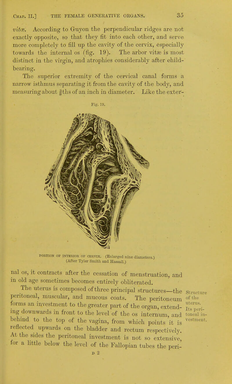 vitce. According to Griiyon the perpendicular ridges are not exactly opposite, so that they fit into each other, and serve more completely to fill up the cavity of the cervix, especially towards the internal os Tfig. 19). The arbor vitse is most distinct in the virgin, and atrophies considerably after ohild- bearing. The superior extremity of the cervical canal forms a narrow isthmus separating it from the cavity of the body, and measuring about |ths of an inch in diameter. Like the exter- Fig. 19. POniiON OP DJTEiiiOR OP CERVIX. (Eularged nine diameters.) (After Tyler Smith and Hassall.) nal OS, it contracts after the cessation of menstruation, and in old age sometimes becomes entirely obliterated. The uterus is composed of three principal structures—the stvuetm-e peritoneal, muscular, and mucous coats. The peritoneum forms an investment to the greater part of the organ, extend- mg downwards in front to the level of the os internum, and tonid In- behmd to the top of the vagina, from which points it is reflected upwards on the bladder and rectum respectively. At the sides the peritoneal investment is not so extensive for a little below the level of the Fallopian tubes the peri- D 2