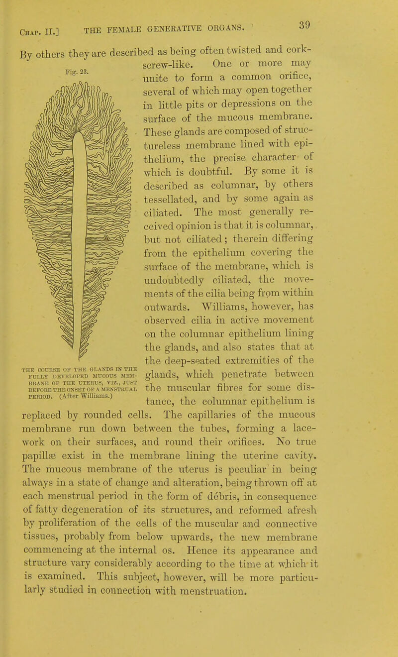 By others they are Fig. 23. described as being often twisted and cork- screw-like. One or more may unite to form a common orifice, several of which may open together in little pits or depressions on the surface of the mucous membrane. These glands are composed of struc- tureless membrane lined with epi- thelium, the precise character of which is doubtful. By some it is described as columnar, by others tessellated, and by some again as ciliated. The most generally re- ceived opinion is that it is columnar, but not ciliated; therein differing from the epithelium covering the surface of the membrane, which is undoubtedly ciliated, the move- ments of the cilia being from within outwards. Williams, however, has observed cilia in active movement on the columnar epithelium lining the glands, and also states that at the deep-seated extremities of the glands, which penetrate between the muscular fibres for some dis- tance, the columnar epithelium is replaced by rounded cells. The capillaries of the mucous membrane run down between the tubes, forming a lace- work on their surfaces, and round their orifices. No true papillae exist in the membrane lining the uterine cavity. The mucovis membrane of the uterus is peculiar in being' always in a state of change and alteration, being thrown off at each menstrual period in the form of debris, in consequence of fatty degeneration of its structures, and reformed afresh by proliferation of the cells of the muscular and connective tissues, probably from below upwards, the new membrane commencing at the internal os. Hence its appearance and structure vary considerably according to the time at which- it is examined. This subject, however, will be more particu- larly studied in connection with menstruation. THE COUUSE OP THE GLANDS m THE FCI.LY DEVELOPED MUCOUS MEM- BRAXE OP THE UTEHUS, VIZ., JUlST BEFOIIE THE OXSET CPA 5IENSTUUAL PEMOD. (After WMams.)