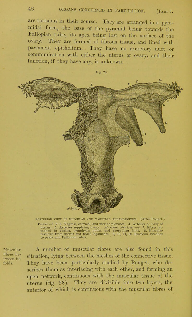 are tortuous in their course. They are arranged in a pyra- midal form, the base of the pyramid being towards the Fallopian tube, its apex being lost on the surface of the ovary. They are formed of fibrous tissue, and lined with pavement epithelium. They have no excretory duct or communication with either the uterus or ovary, and their function, if they have any, is unknown. Fig. 28. POSTEIUOR VIEW OP MUSOtTLAR AND VASCULAIl ARRANGEMENTS. (After RougCt.) Vetself.—1, 2, 3. Vaginal, cervical, and uterine plexuses. 4. Arteries of body of uterus. 5. Arteries supplying ovary. Muscular faiciculi.—6, 7. Fibres at- tached to vagina, symphysis pubis, aud saoro-iliao joint. 8. Muscular fasciculi from uterus and broad ligaments. 9, 10, 11, 12. Fasciculi attached to ovary and Fallopian tubes. A number of muscular fibres are also found in this situation, lying between the meshes of the connective tissue. They have been particularly studied by Eouget, who de- scribes them as interlacing with each other, and forming an open network, continuous with the muscular tissue of the uterus (fig. 28). They are divisible into two layers, the anterior of which is continuous with the muscular fibres of Muscular fibres be- tween its folds.