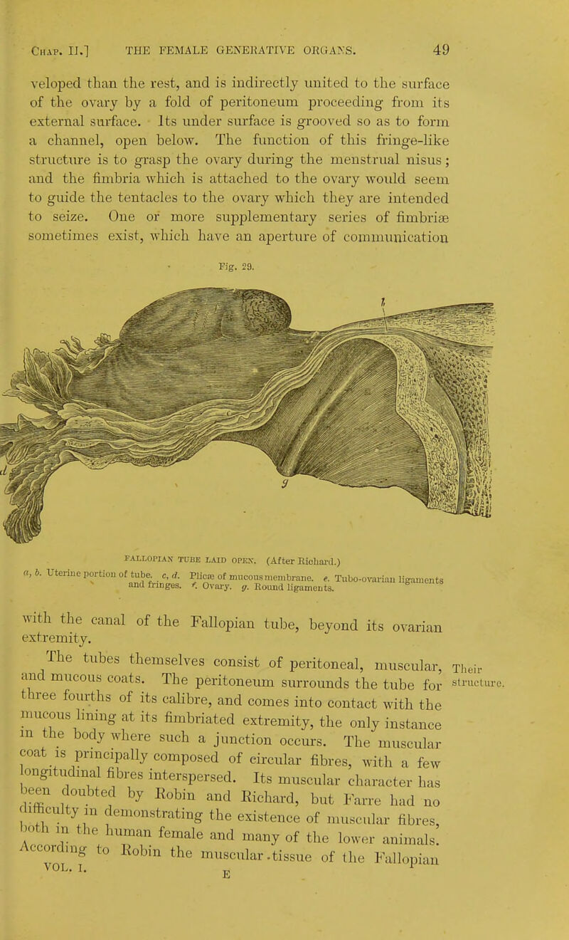 veloped than the rest, and is indirectly united to the surface of the ovary by a fold of peritoneum proceeding from its external surface. Its under surface is grooved so as to form a channel, open below. The fimction of this fringe-like structure is to grasp the ovary during the menstrual nisus; and the fimbria \yhich is attached to the ovary woidd seem to guide the tentacles to the ovary which they are intended to seize. One or more supplementary series of fimbriae sometimes exist, which have an aperture of communicatiou Fig. 29. F-U-LOI'IAX TUBE LAID OPEN. (After Ricliaill.) a, b. uterine portio of tube c, d. Plic=e of niucousn.emhrai.e. Tubo-ovariau ligaments and fringes. < Ovary, ff. Round ligaments. with the canal of the Fallopian tulDe, beyond its ovarian extremity. The tubes themselves consist of peritoneal, muscular, Tlieir and mucous coats. The peritoneum surrounds the tube for three fourths of its caHbre, and comes into contact with the mucous hning at its fimbriated extremity, the only instance m the body where such a junction occurs. The muscular coat IS principally composed of circular fibres, with a few ongitiKimal fibres interspersed. Its muscular character has been doubted by Eobin and Richard, but Farre had no difficulty m demonstrating the existence of muscular fibres, l.oth m the human female and many of the lower animals. According to Kobin the muscular .tissue of the Fallopian VOL. I. J,