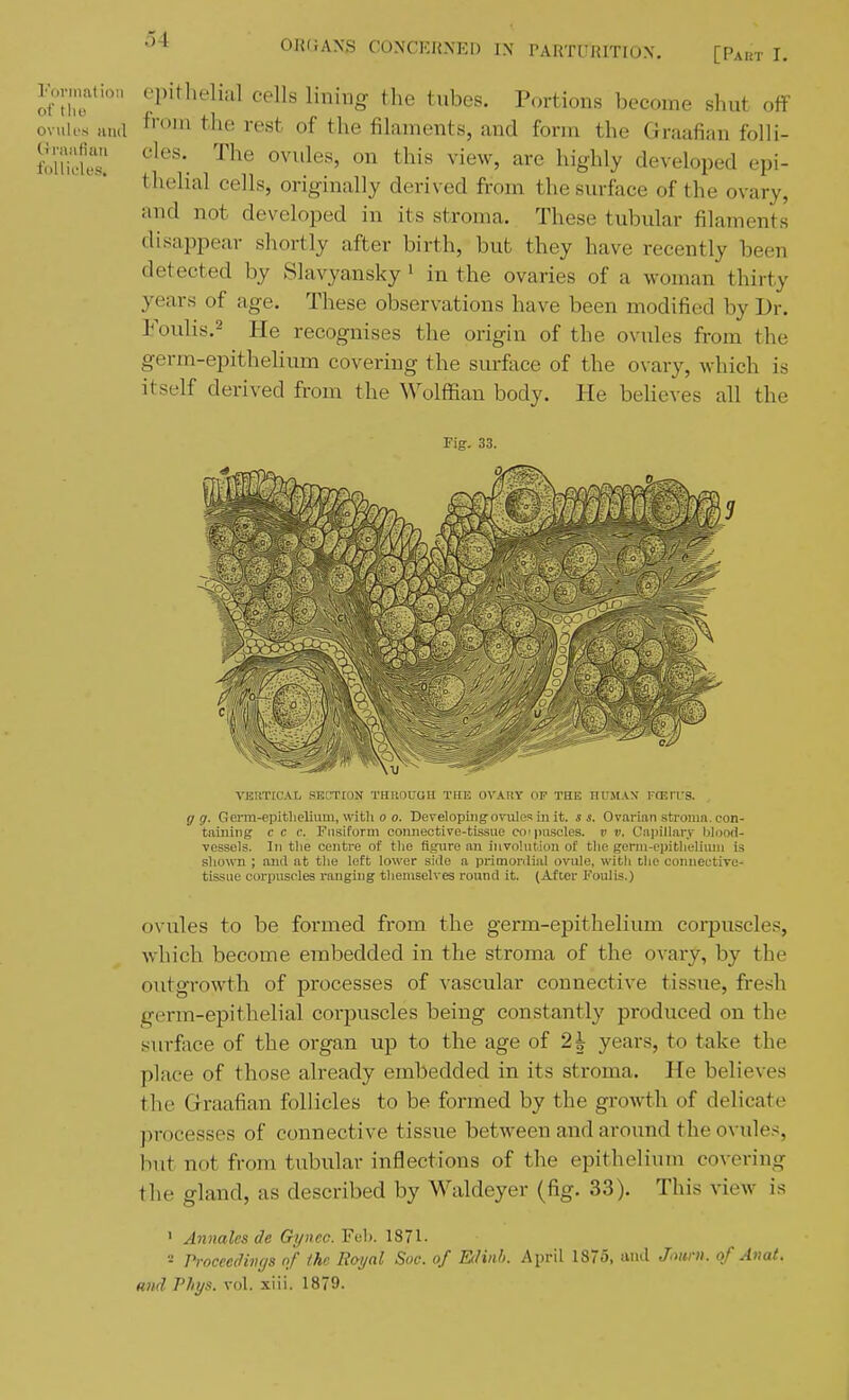 IWtion epithelial cells lining the tubes. Portions become shut off ovules Hiid ^'l^e rest of the filaments, and form the Graafian folli- I'riidt; '''^ ^^'y-l^ly developed epi- thelial cells, originally derived from the surface of the ovary, iind not developed in its stroma. These tubular filainents disappear shortly after birth, but they have recently been detected by Slavyansky i in the ovaries of a woman thirty years of age. These observations have been modified by Dr. Foulis.2 He recognises the origin of the ovules from the germ-epithelium covering the surftice of the ovary, which is itself derived from the Wolffian body. He believes all the Fig. 33. VERTICAL SECTION THllOUGH THE OVARY OP THE HUMAX FCEFfS. g g. Germ-epitlielium, with 0 0. Developing ovules m it. s s. Ovarian stroma, con- taining c c c. Fusiform connective-tissue corpuscles, v v. Capillary blood- vessels. In tlie centre of the figure an involution of the gerin-cpitlieliiun is shown ; and at the left lower side a primordial ovule, wifcli the connective- tissue corpuscles i-augiug tlieniselves round it. (After Foulis.) ovules to be formed from the germ-epithelium corpuscles, which become embedded in the stroma of the ovary, by the outgrowth of processes of vascular connective tissue, fresh germ-epithelial corpuscles being constantly produced on the surfoce of the organ up to the age of 2i years, to take the place of those already embedded in its stroma. He believes the Graafian follicles to be formed by the growth of delicate processes of connective tissue between and around the ovules, but not from tubular inflections of the epithelium covering the gland, as described by Waldeyer (fig. 33). This view is ' Annales de Gynco. Feb. 1871- - Proceeclivgs of the Royal Soc. of Edinh. April 1875, iuul Jmni. of An at. and PJiys. vol. xiii. 1879.