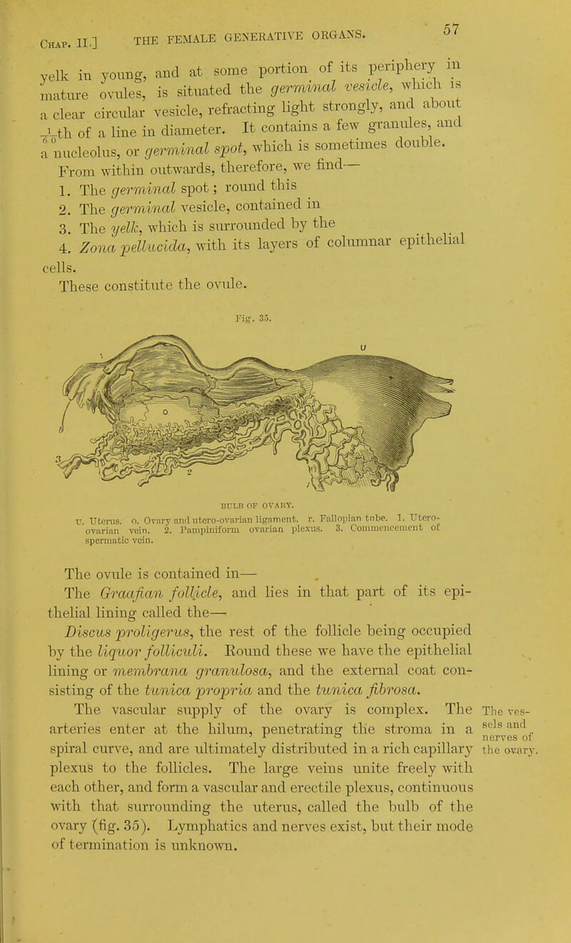 yelk in young, and at some portion of its periphery in mature ovules, is situated the germiAud vesicle, winch is a clear circular vesicle, refracting light strongly, and about _Uh of a line in diameter. It contains a few granules and a nucleolus, or germinal spot, which is sometimes double. From within outwards, therefore, we find— 1. The germinal spot; round this 2. The germinal vesicle, contained in 3. The yelh, which is smrounded by the 4. Zona pellucida, with its layers of columnar epithelial cells. These constitute the ovule. I-ii?. 35. BUT.R OF OVARY. u Uterus, o. Ovary niiil utero-ovnrinii lignitient. r. Fallopian tnbp. 1. IJtero- ovarinii vein. 2. Pnmpiiiiforui ovarian plexus. 3. Coniniciiccmcut of spennatic vein. The ovule is contained in— The Graafian follicle, and lies in that part of its epi- thelial lining called the— Discus proligerus, the rest of the follicle being occupied by the liquor foUiciili. Eound these we have the epithelial lining or viembrana granulosa, and the external coat con- sisting of the tunica propria and the tunica fibrosa. The vascular supply of the ovary is complex. The The ves- arteries enter at the hilum, penetrating the stroma in a ^'^^^ '^°'^^„ ' ^ ° nerves of spiral curve, and are ultimately distributed in a rich capillary tlic ovary plexus to the follicles. The large veins unite freely with each other, and form a vascular and erectile plexus, continuous with that surrounding the uterus, called the bulb of the ovary (fig. 35). Lymphatics and nerves exist, but their mode of termination is unknown.