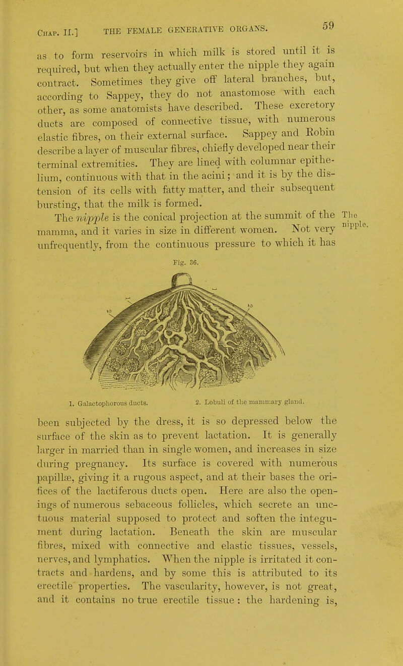 as to form reservoirs in which milk is stored until it is required, but when they actually enter the nipple they again contract. Sometimes they give off lateral branches, but, according to Sappey, they do not anastomose with each other, as some anatomists have described. These excretory ducts are composed of connective tissue, with numerous elastic fibres, on their external surface. Sappey and Eobin describe a layer of muscvdar fibres, chiefly developed near their terminal extremities. They are lined with columnar epithe- lium, continuous with that in the acini; and it is by the dis- tension of its cells with fatty matter, and their subsequent bursting, that the milk is formed. The ni'pjjle is the conical projection at the summit of the Tho mamma, and it varies in size in different women. Not very '^'l' °- unfrequently, from the continuous pressure to which it has Fig. 36. 1. Galactopliorons ducts. 2. LobuU of the mnimi;nry glniul. been subjected by the dress, it is so depressed below the sm-face of the skin as to prevent lactation. It is generally larger in married than in single women, and increases in size diu-ing pregnancy. Its surface is covered with numerous papillfE, giving it a rugous aspect, and at their bases the ori- fices of the lactiferous ducts open. Here are also the open- ings of numerous sebaceous folHcles, which secrete an imc- tuoiis material supposed to protect and soften the integu- ment during lactation. Beneath the skin are muscular fibi'es, mixed with connective and elastic tissues, vessels, nerves, and lymphatics. When the nipple is irritated it con- tracts and hardens, and by some this is attributed to its erectile properties. The vascularity, however, is not great, and it contains no true erectile tissue : the hardening is,