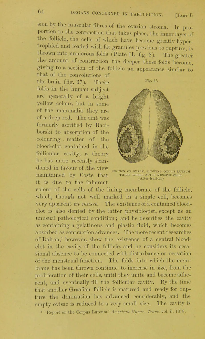 Fig. 37. sionby the muscular fibres of the ovarian stroma. In pro- portion to the contraction that takes place, the inner layer of the follicle, the cells of which have become greatly hyper- trophied and loaded with fat granules previous to rupture, is thrown into numerous folds (Plate II. fig. 2). The greater the amount of contraction the deeper these folds become, giving to a section of the follicle an appearance similar to that of the convolutions of the brain (fig. 37). These folds in the human subject are generally of a bright yellow colour, but in some of the mammalia they are of a deep red. The tint was formerly ascribed by Eaci- borski to absorption of the colouring . matter of the blood-clot contained in the follicular cavity, a theory he has more recently aban- doned in favour of the view maintained by Coste that it is due to the inherent colour of the cells of the lining membrane of the follicle, which, though not well marked in a single cell, becomes very apparent en masse. The existence of a contained blood- clot is also denied by the latter physiologist, except as an unusual pathological condition; and he describes the cavity as containing a gelatinous and plastic fluid, which becomes absorbed as contraction advances. The more recent researches of Dalton,' however, show the existence of a central blood- clot in the cavity of the follicle, and he considers its occa- sional absence to be connected with disturbance or cessation of the menstrual function. The folds into which the mem- brane has been throwm continue to increase in size, from the proliferation of their cells, until they unite and become adhe- rent, and eventually fill the follicular cavity„ By the time that another Grraafian follicle is matiu-ed and ready for rup- ture the diminution lias advanced considerably, and the empty ovisac is reduced to a very small size. The cavity is ' 'Roport on the Corpus Lutcuin,' American Gyiurc. Trail., vol. ii. 1878. SKCTKIK OF OVMIV, .SlIfWING COUITS LUTEUM THUKli WEEKS .M'TEH MKNfeTnVATION. (After Idalton.)