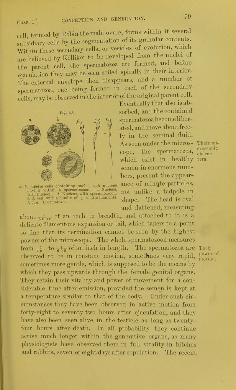 Fig. 40. cell termed by Robin the male ovule, forms within it several subsidiary cells by the segmentation of its gi-anular contents Within these secondary cells, or vesicles of evolution, which are believed by Kolliker to be developed from the iiuclei of the parent cell, the spermatozoa are formed, and before eiaculation they may be seen coiled spirally in their anterior The external envelope then disappears, and a number of spermatozoa, one being formed in each of the secondary cells, may be observed in the interior of the original parent cell. ' Eventually that also is ab- sorbed, and the contained spermatozoa become liber- ated, and move about free- ly in the seminal fluid. As seen under the micros- cope, the spermatozoa, which exist in healthy semen in enormous num- bers, present the appear- ance of minute particles, not unlike a tadpole in shape. The head is oval and flattened, measm-ing and attached to it is a a, b. Sperm cells containing nuclei, cacli nucleus liaving within a spennntozoon. c. Nucleus, with nucleoli, rf. Nucleus, with spci-uiatozoon. e. A cell, with a bundle of spermatic filaments. /, g, It. Spermatozoa. about -g-gL-fj- of an inch in breadth Their mi- croscopic charac- ters. delicate filamentous expansion or tail, which tapers to a point so fine that its termination cannot be seen by the highest powers of the microscope. The whole spermatozoon measures from -j-i-g- to -gi-p of an inch in length. The spermatozoa are observed to be in constant motion, sometimes very rapid, sometimes more gentle, which is supposed to be the means by which they pass upwards through the female genital organs. They retain their vitality and power of movement for a con- siderable time after emission, provided the semen is kept at a temperature similar to that of the body. Under such cir- cumstances they have been observed in active motion from forty-eight to seventy-two hours after ejaculation, and they have also been seen alive in the testicle as long as twenty- four hours after death. In all probability they continue active much longer within the generative organs, as many physiologists have observed them in full vitality in bitches and rabbits, seven or eight days after copulation. The recent Their power of motion.