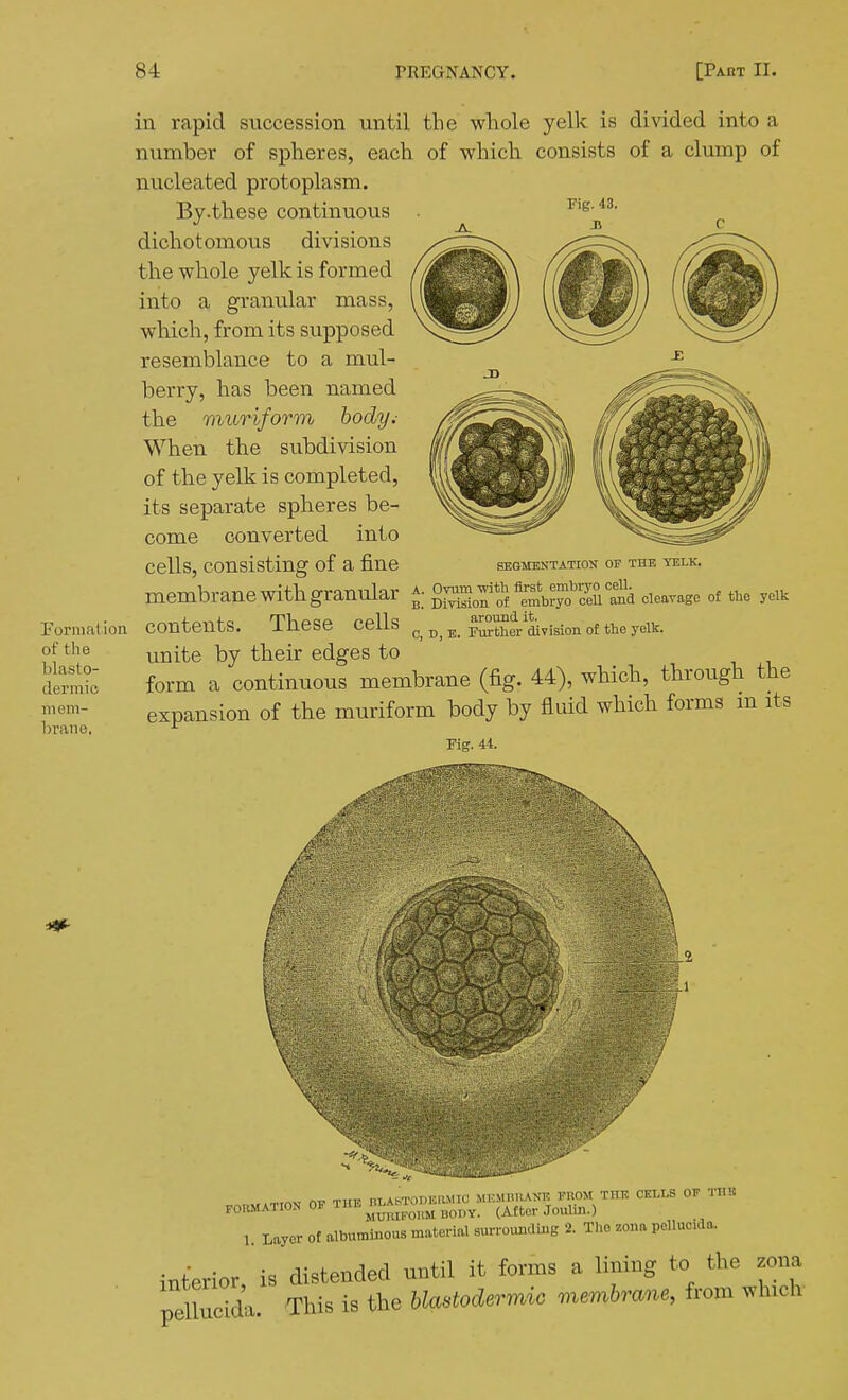 Eormalion of the blasto- dermic mem- brane. in rapid succession until the whole yelk is divided into a number of spheres, each of which consists of a clump of nucleated protoplasm. By.these continuous dichotomous divisions the whole yelk is formed into a granular mass, which, from its supposed resemblance to a mul- berry, has been named the muriform body.- When the subdivision of the yelk is completed, its separate spheres be- come converted into cells, consisting of a fine membrane with granular contents. These cells imite by their edges to form a continuous membrane (fig. 44), which, through the expansion of the muriform body by fluid which forms m its Fig. 44. SEGMENTATION 01 THE YELK. A. Ovum -with first embryo cell. B. Division of embryo ceU and cleavage of tbe yolk around it. c, D, E. Further division of the yelk. OP THE BLASTODBRMIC MEMBIUNE FROM THE CELLS OF THIC FORMATION OP THE ^^^^^^^^ ^^^^ (^j^er Joulin.) 1. Layer of albuminous material sm-rounduig 2. The zona pelluoida. interior, is distended until it forms a lining to the zona pelluc'da. This is the blastodermic viembrane, from which