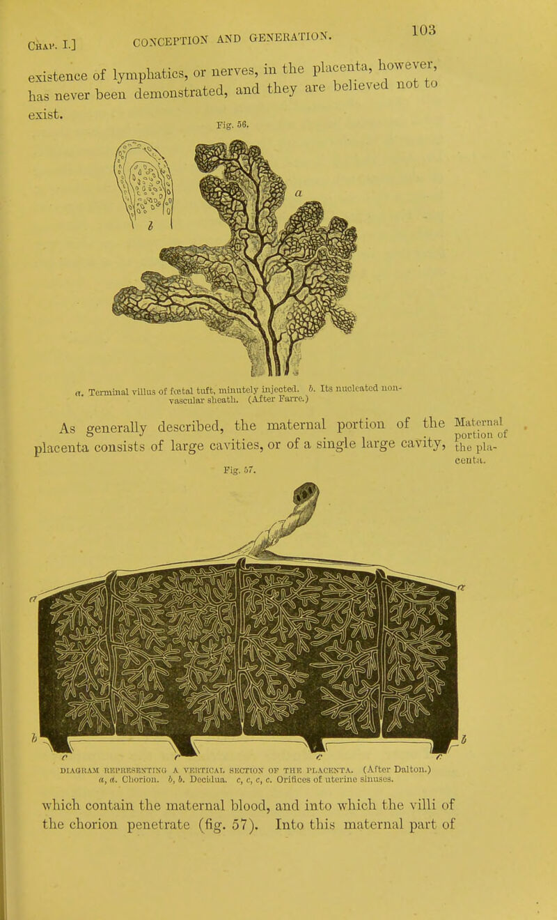 existence of lymphatics, or nerves, in the placenta, however has never been demonstrated, and they are believed not to exist. Fig. 56. a. Terminal villus of fffital tuft, minutely injected, b. Its nucleated non- vascular sheath. (After Farrc.) As generally described, the maternal portion of the Maternal o . . r ■ 1 ^ -i. portion ot placenta consists of large cavities, or of a single large cavity, ^he pla- eeutii. Fig. 57. which contain the maternal blood, and into which the villi of the chorion penetrate (fig. 57). Into this maternal part of