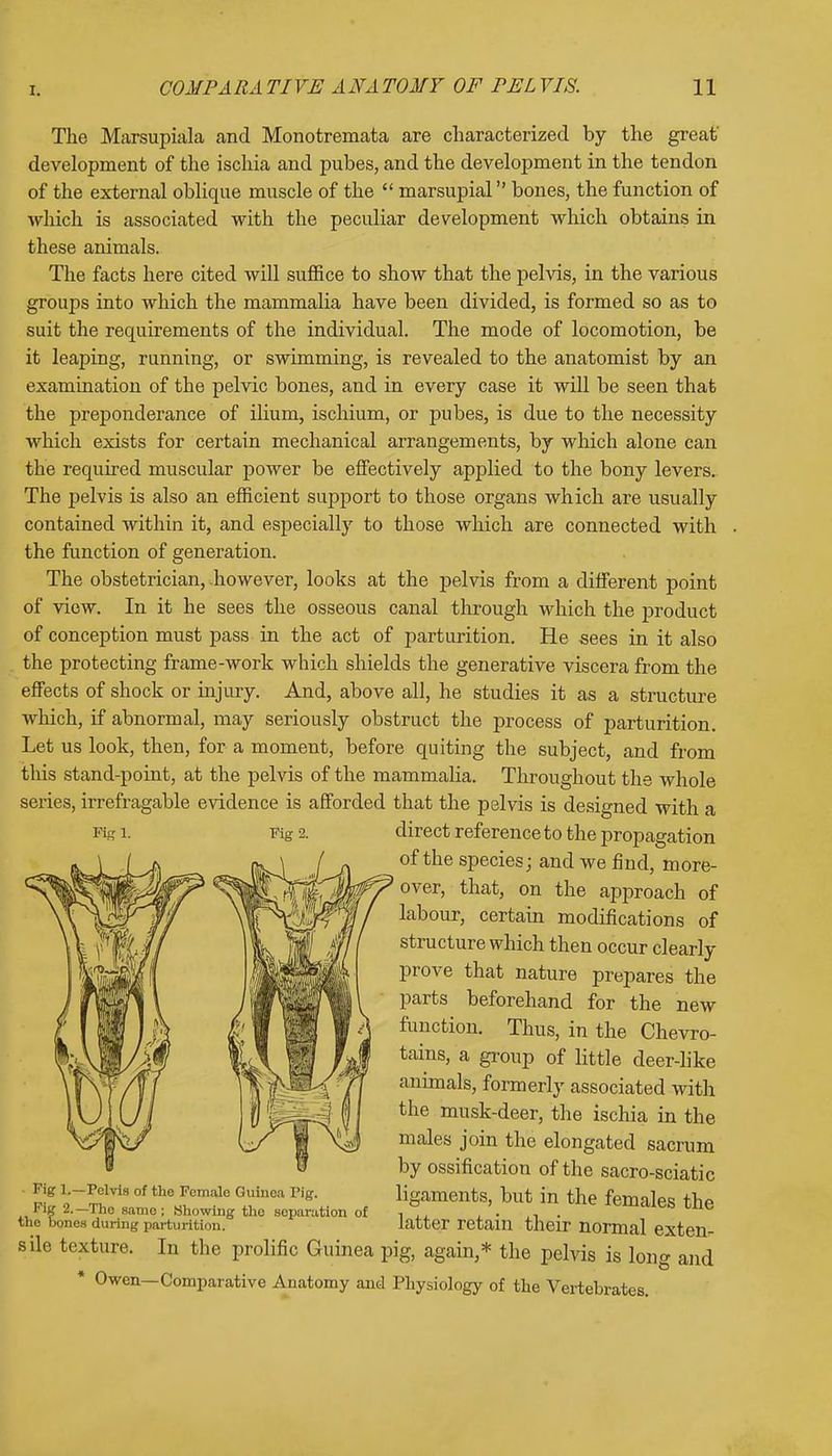 The Marsupiala and Monotremata are characterized by the great' development of the ischia and pubes, and the development in the tendon of the external oblique muscle of the marsupial bones, the function of which is associated with the peculiar development which obtains in these animals. The facts here cited will suffice to show that the pelvis, in the various groups into which the mammalia have been divided, is formed so as to suit the requirements of the individual. The mode of locomotion, be it leaping, running, or swimming, is revealed to the anatomist by an examination of the pelvic bones, and in every case it will be seen that the preponderance of ilium, ischium, or pubes, is due to the necessity which exists for certain mechanical arrangements, by which alone can the required muscular power be effectively applied to the bony levers. The pelvis is also an efficient support to those organs which are usually contained within it, and especially to those which are connected with the function of generation. The obstetrician, .however, looks at the pelvis from a different point of view. In it he sees the osseous canal through which the product of conception must pass in the act of parturition. He sees in it also the protecting frame-work which shields the generative viscera from the effects of shock or injury. And, above all, he studies it as a structure which, if abnormal, may seriously obstruct the process of parturition. Let us look, then, for a moment, before quiting the subject, and from this stand-point, at the pelvis of the mammalia. Throughout the whole series, irrefragable evidence is afforded that the pelvis is designed with a direct reference to the propagation of the species; and we find, more- U#^over, that, on the approach of labour, certain modifications of structure which then occur clearly prove that nature prepares the parts beforehand for the new function. Thus, in the Chevro- tains, a group of little deer-like animals, formerly associated with the musk-deer, the ischia in the males join the elongated sacrum by ossification of the sacro-sciatic Kg Pelvis of tho Female Guinea Pig. ligaments, but in the females the Fig 2.-The same; Showing the separation of ' A. . ^^S Me the bones during parturition. latter retain their normal exten- sile texture. In the prolific Guinea pig, again,* the pelvis is long and * Owen—Comparative Anatomy and Physiology of the Vertebrates. Fig 1. Fig 2.