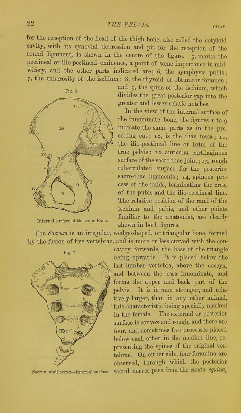CHAP. Fig. C. for the reception of the head of the thigh bone, also called the cotyloid cavity, with its synovial depression and pit for the reception of the round ligament, is shewn in the centre of the figure. 5, marks the pectineal or ilio-pectineal eminence, a point of some importance in mid- wifery, and the other parts indicated are; 6, the symphysis pubis; 7, the tuberosity of the ischium ; 8, the thyroid or obturator foramen ; and 9, the spine of the ischium, which divides the great posterior gap into the greater and lesser sciatic notches. In the view of the internal surface of the innominate bone, the figures 1 to 9 indicate the same parts as in the pre- ceding cut; 10, is the iliac fossa; 11, the ilio-pectineal line or brim of the true pelvis; 12, auricular cartilaginous surface of the sacro-iliac joint; 13, rough tuberculated surface for the posterior sacro-iliac ligaments; 14, spinous pro- cess of the pubis, terminating the crest of the pubis and the ilio-pectineal line. The relative position of the rami of the ischium and pubis, and other points familiar to the anatomist, are clearly shewn in both figures. The Sacrum is an irregular, wedge-shaped, or triangular bone, formed by the fusion of five vertebrae, and is more or less curved with the con- cavity forwards, the base of the triangle being upwards. It is placed below the last lumbar vertebra, above the coccyx, and between the ossa innominata, and forms the upper and back part of the pelvis. It is in man stronger, and rela- tively larger, than in any other animal, this characteristic being specially marked in the female. The external or posterior surface is convex and rough, and there are four, and sometimes five processes placed below each other in the median line, re- presenting the spines of the original ver- tebrae. On either side, four foramina are observed, through which the posterior sacrum andcoccyx-intemai surface, sacral nerves pass from the cauda equina, Internal surface of the same Bone. Fig. 7.