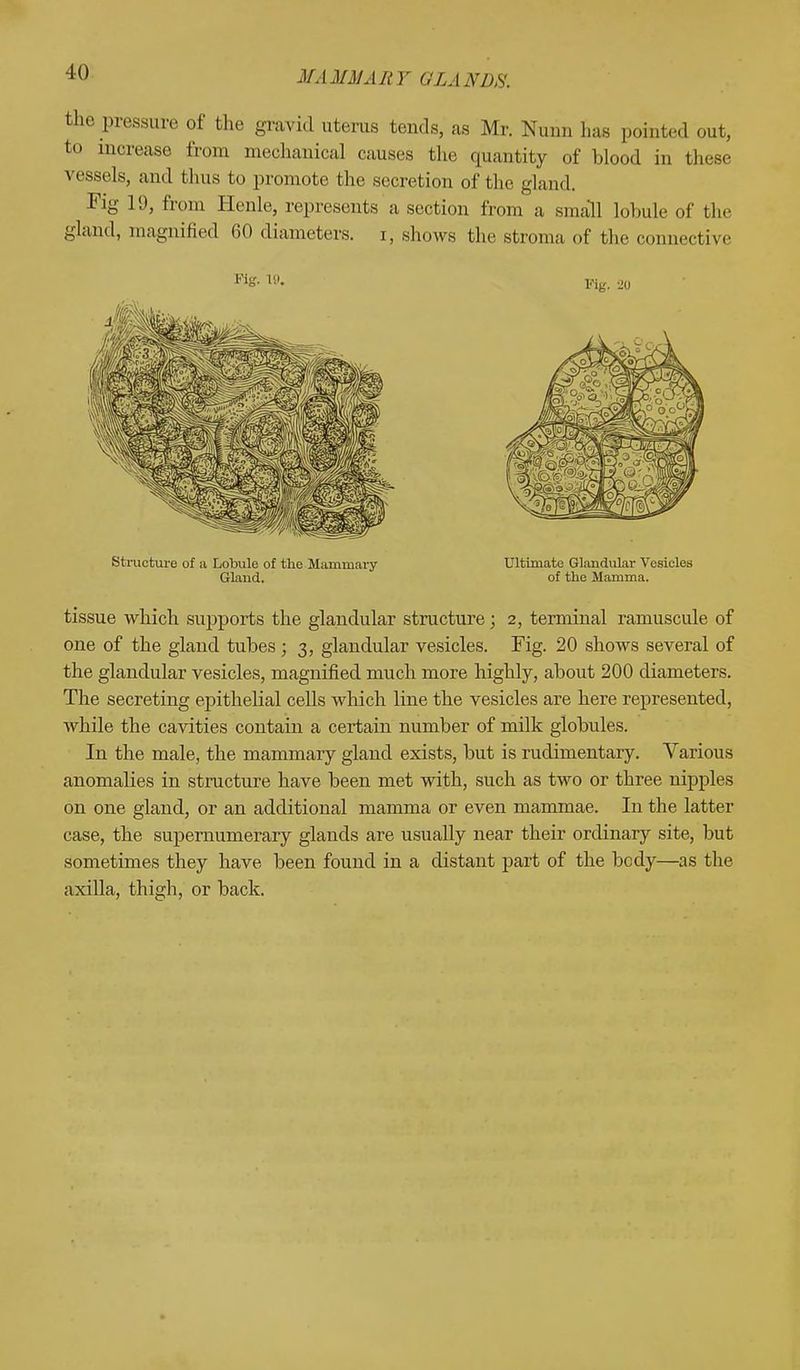 the pressure of bhe gravid uterus tends, as Mr. Nunn has pointed out, to increase from mechanical causes the quantity 0f blood in these vessels, and thus to promote the secretion of the gland. Fig 19, from Henle, represents a section from a small lobule of the gland, magnified 60 diameters, i, shows the stroma of the connective tissue which supports the glandular structure; 2, terminal ramuscule of one of the gland tubes ; 3, glandular vesicles. Fig. 20 shows several of the glandular vesicles, magnified much more highly, about 200 diameters. The secreting epithelial cells which line the vesicles are here represented, while the cavities contain a certain number of milk globules. In the male, the mammary gland exists, but is rudimentary. Various anomalies in structure have been met with, such as two or three nipples on one gland, or an additional mamma or even mammae. In the latter case, the supernumerary glands are usually near their ordinary site, but sometimes they have been found in a distant part of the body—as the axilla, thigh, or back. Fig. 20 Structure of a Lobule of the Mammary Glaud. Ultimate Glandular Vesicles of the Mamma.