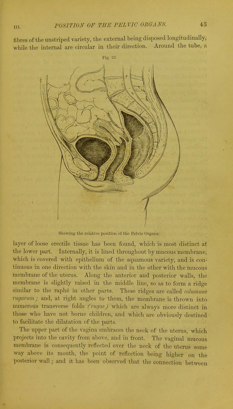 fibres of the unstriped variety, the external being disposed longitudinally, while the internal are circular in their direction. Around the tube, a Fig. 22. Shewing the relative pgaition'of the Pelvic Organs. layer of loose erectile tissue has been found, which is most distinct at the lower part. Internally, it is lined throughout by mucous membrane, which is covered with epithelium of the squamous variety, and is con- tinuous in one direction with the skin and in the other with the mucous membrane of the uterus. Along the anterior and posterior walls, the membrane is slightly raised in the middle line, so as to form a ridge similar to the raphe' in other parts. These ridges are called columnae rugarum; and, at right angles to them, the membrane is thrown into numerous transverse folds (rugae) which are always more distinct in those who have not borne children, and which are obviously destined to facilitate the dilatation of the parts. The upper part of the vagina embraces the neck of the uterus, which projects into the cavity from above, and in front. The vaginal mucous membrane is consequently reflected over the neck of the uterus some way above its mouth, the point of reflection being higher on the posterior wall; and it has been observed that the connection between