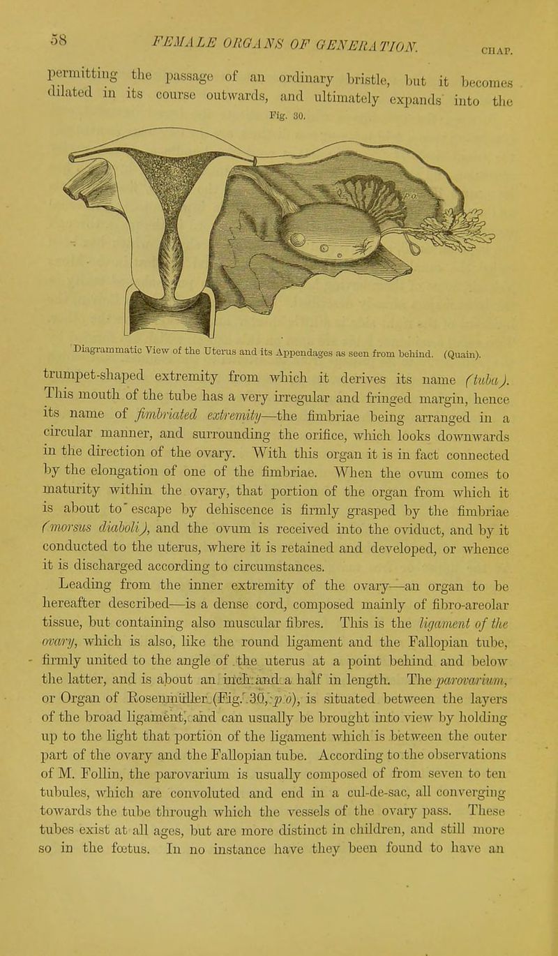 permitting the passage of an ordinary bristle, but it becomes dilated m its course outwards, and ultimately expands into the Fig. ao. Diagrammatic View of the Uterus and its Appendages as seen from behind. (Quain). trumpet-shaped extremity from which it derives its name (tuba). This mouth of the tube has a very irregular and fringed margin, hence its name of fimbriated extremity—the fimbriae being arranged in a circular manner, and surrounding the orifice, which looks downwards in the direction of the ovary. With this organ it is in fact connected by the elongation of one of the fimbriae. When the ovum comes to maturity within the ovary, that portion of the organ from which it is about to* escape by dehiscence is firmly grasped by the fimbriae (morsus diaboli), and the ovum is received into the oviduct, and by it conducted to the uterus, where it is retained and developed, or whence it is discharged according to circumstances. Leading from the inner extremity of the ovaiy—an organ to be hereafter described—is a dense cord, composed mainly of fibro-areolar tissue, but containing also muscular fibres. This is the ligament of the ovary, which is also, like the round ligament and the Fallopian tube, - firmly united to the angle of the uterus at a point behind and below the latter, and is about an inch and a half in length. The parovwvim, or Organ of Eosenmiiller (Fig.30, p o), is situated between the layers of the broad ligament, and can usually be brought into view by holding up to the light that portion of the ligament which is between the outer part of the ovary and the Fallopian tube. According to the observations of M. Follin, the parovarium is usually composed of from seven to ten tubules, which are convoluted and end in a cul-de-sac, all converging towards the tube through which the vessels of the ovary pass. These tubes exist at all ages, but are more distinct in children, and still more so in the foetus. In no instance have they been found to have an