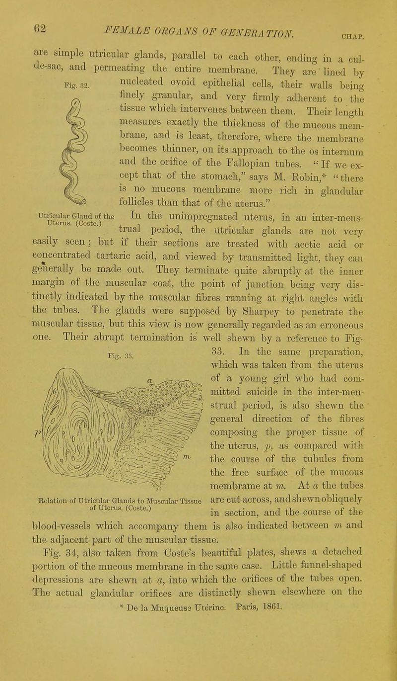 Fig. 32. are simple utricular glands, parallel to each other, ending in a cul- de-sac, and permeating the entire membrane. Thej are lined by nucleated ovoid epithelial cells, their walls being finely granular, and very firmly adherent to the tissue which intervenes between them. Their lengl h measures exactly the thickness of the mucous mem- brane, and is least, therefore, where the membrane becomes thinner, on its approach to the os internum and the orifice of the Fallopian tubes.  If we ex- cept that of the stomach, says M. Robin,*  there is no mucous membrane more rich in glandular follicles than that of the uterus. In the unimpregnated uterus, in an inter-mens- trual period, the utricular glands are not very easily seen; but if their sections are treated with acetic acid or concentrated tartaric acid, and viewed by transmitted light, they can generally be made out. They terminate quite abruptly at the inner margin of the muscular coat, the point of junction being very dis- tinctly indicated by the muscular fibres running at right angles with the tubes. The glands were supposed by Sharpey to penetrate the muscular tissue, but this view is now generally regarded as an erroneous Their abrupt termination is well shewn by a reference to Fig- 33. In the same preparation, which was taken from the uterus Utricular Gland of the Utems. (Coste.) one. Fig. 33. c^c. on a vtJr^a: —i of a young girl who had com- mitted suicide in the inter-men- strual period, is also shewn the general direction of the fibres composing the proper tissue of the uterus, jj, as compared with the course of the tubules from the free surface of the mucous membrame at m. At a the tubes Relation of Utricular Glands to Muscular Tissue are Cllt across, andshewnobliqUrl v of Uterus. (Coste.) ^ ^ ^ q{ ^ blood-vessels which accompany them is also indicated between m and the adjacent part of the muscular tissue. Fig. 34, also taken from Coste's beautiful plates, shews a detached portion of the mucous membrane in the same case. Little funnel-shaped depressions are shewn at a, into which the orifices of the tubes open. The actual glandular orifices are distinctly shewn elsewhere on the * L>e la Muqueusa Uterine. Paris, 1SG1.