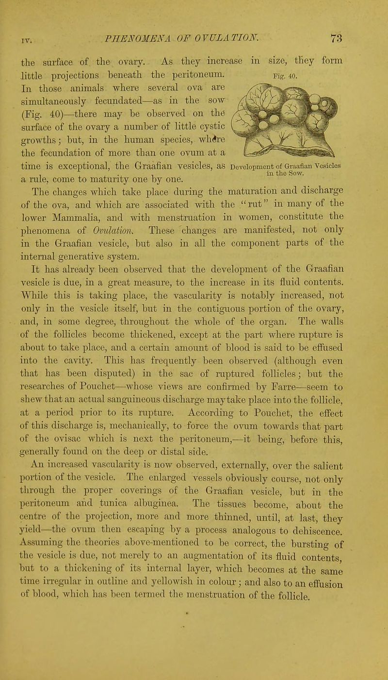 the surface of the ovary. As they increase in size, they form little projections beneath the peritoneum. Fig. 40. In those animals where several ova are simultaneously fecundated—as in the sow (Fig. 40)—there may be observed on the surface of the ovary a number of little cystic growths; but, in the human species, wh^re the fecundation of more than one ovum at a time is exceptional, the Graafian Vesicles, as Development of Graafian Vesicles . . in the Sow. a rule, come to maturity one by one. The changes which take place during the maturation and discharge of the ova, and which are associated with the rut in many of the lower Mammalia, and with menstruation in women, constitute the phenomena of Ovulation. These changes are manifested, not only in the Graafian vesicle, but also in all the component parts of the internal generative system. It has already been observed that the development of the Graafian vesicle is due, in a great measure, to the increase in its fluid contents. While this is taking place, the vascularity is notably increased, not only in the vesicle itself, but in the contiguous portion of the ovary, and, in some degree, throughout the whole of the organ. The walls of the follicles become thickened, except at the part where rupture is about to take place, and a certain amount of blood is said to be effused into the cavity. This has frequently been observed (although even that has been disputed) in the sac of ruptured follicles; but the researches of Pouchet—whose views are confirmed by Farre—seem to shew that an actual sanguineous discharge may take place into the follicle, at a period prior to its rupture. According to Pouchet, the effect of this discharge is, mechanically, to force the ovum towards that part of the ovisac which is next the peritoneum,—it being, before this, generally found on the deep or distal side. An increased vascularity is now observed, externally, over the salient portion of the vesicle. The enlarged vessels obviously course, not only through the proper coverings of the Graafian vesicle, but in the peritoneum and tunica albuginea. The tissues become, about the centre of the projection, more and more thinned, until, at last, they yield—the ovum then escaping by a process analogous to dehiscence. Assuming the theories above-mentioned to be correct, the bursting of the vesicle is due, not merely to an augmentation of its fluid contents, but to a thickening of its internal layer, which becomes at the same time irregular in outline and yellowish in colour; and also to an effusion of blood, which has been termed the menstruation of the follicle.
