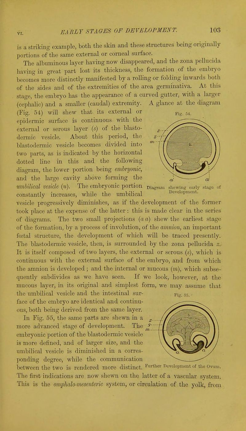 Fig. 54. Diagram shewing early stage of Development. is a striking example, both the skin and these structures being originally portions of the same external or corneal surface. The albuminous layer having now disappeared, and the zona pelhicida having in great part lost its thickness, the formation of the embryo becomes more distinctly manifested by a rolling or folding inwards both of the sides and of the extremities of the area germinativa. At this stage, the embryo has the appearance of a curved gutter, with a larger (cephalic) and a smaller (caudal) extremity. A glance at the diagram (Fig. 54) will shew that its external or epidermic surface is continuous with the external or serous layer (s) of the blasto- dermic vesicle. About this period, the blastodermic vesicle becomes divided into two parts, as is indicated by the horizontal dotted line in this and the following diagram, the lower portion being embryonic, and the large cavity above forming the umbilical vesicle (u). The embryonic portion constantly increases, while the umbilical vesicle progressively diminishes, as if the development of the former took place at the expense of the latter : this is made clear in the series of diagrams. The two small projections (a a) shew the earliest stage of the formation, by a process of involution, of the amnion, an important foetal structure, the development of which will be traced presently. The blastodermic vesicle, then, is surrounded by the zona pelhicida z. It is itself composed of two layers, the external or serous (s), which is continuous with the external surface of the embryo, and from which the amnion is developed; and the internal or mucous (m), which subse- quently subdivides as we have seen. If we look, however, at the mucous layer, in its original and simplest form, we may assume that the umbilical vesicle and the intestinal sur- face of the embryo are identical and continu- ous, both being derived from the same layer. In Fig. 55, the same parts are shewn in a more advanced stage of development. The embryonic portion of the blastodermic vesicle is more denned, and of larger size, and the umbilical vesicle is diminished in a corres- ponding degree, while the communication between the two is rendered more distinct. Furfaerdevelopment of the Ovum. The first indications are now shewn on the latter of a vascular system. This is the omphalo-mesenteric system, or circulation of the yolk, from Fig. 55.