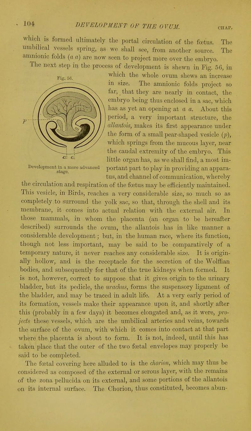 KM- Fig. 56. a\ a; Development in a more advanced stage. Inch is formed ultimately the portal circulation of the foetus. The umbilical vessels spring, as we shall see, from another source. The amnionic folds (a a) are now seen to project more over I he embryo. The next step in the process of development is shewn in Fig. 56, in which the whole ovum shews an increase in size. The amnionic folds project so far, that they are nearly in contact, the embryo being thus enclosed in a sac, which has as yet an opening at a a. About this period, a very important structure, the allantois, makes its first appearance under the form of a small pear-shaped vesicle (p), which springs from the mucous layer, near the caudal extremity of the embryo. This little organ has, as we shall find, a most im- portant part to play in providing an appara- tus, and channel of communication, whereby the circulation and respiration of the foetus may be efficiently maintained. This vesicle, in Birds, reaches a very considerable size, so much so as completely to surround the yolk sac, so that, through the shell and its membrane, it comes into actual relation with the external air. In those mammals, in whom the placenta (an organ to be hereafter described) surrounds the ovum, the allantois has in like manner a considerable development; but, in the human race, where its function, though not less important, may be said to be comparatively of a temporary nature, it never reaches any considerable size. It is origin- ally hollow, and is the receptacle for the secretion of the Wolffian bodies, and subsequently for that of the true kidneys when formed. It is not, however, correct to suppose that it gives origin to the urinary bladder, but its pedicle, the urachus, forms the suspensory ligament of the bladder, and may be traced in adult life. At a very early period of its formation, vessels make their appearance upon it, and shortly after this (probably in a few clays) it becomes elongated and, as it were, pro- jects these vessels, which are the umbilical arteries and veins, towards the surface of the ovum, with which it comes into contact at that part where the placenta is about to form. It is not, indeed, until this has taken place that the outer of the two foetal envelopes may properly be said to be completed. The foetal covering here alluded to is the chorion, which may thus be considered as composed of the external or serous layer, with the remains of the zona pellucida on its external, and some portions of the allantois on its internal surface. The Chorion, thus constituted, becomes alum-